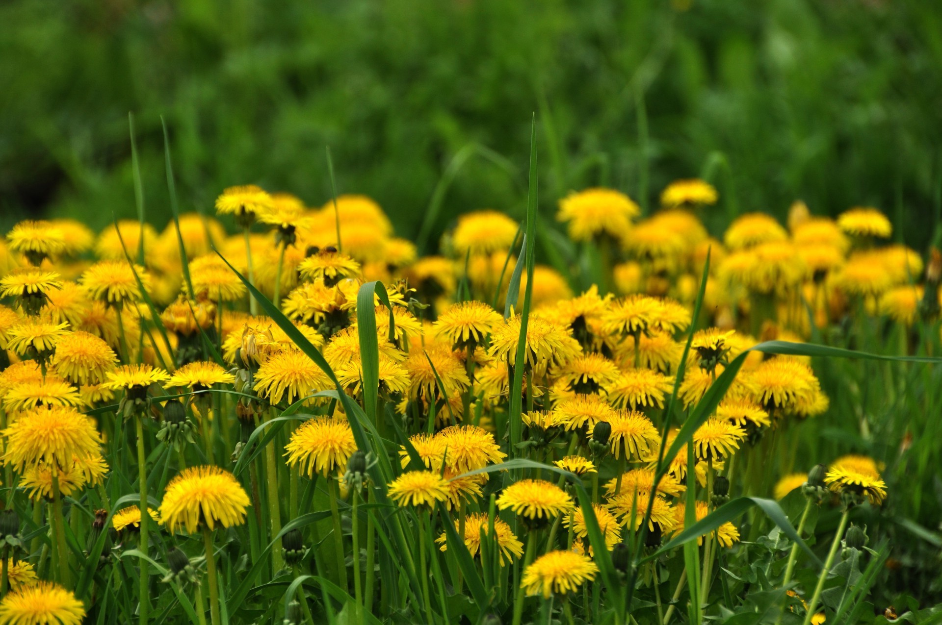 blumen natur sommer löwenzahn flora heuhaufen blume gras feld des ländlichen garten wachstum hell rasen im freien gutes wetter jahreszeit blumen medium sonne