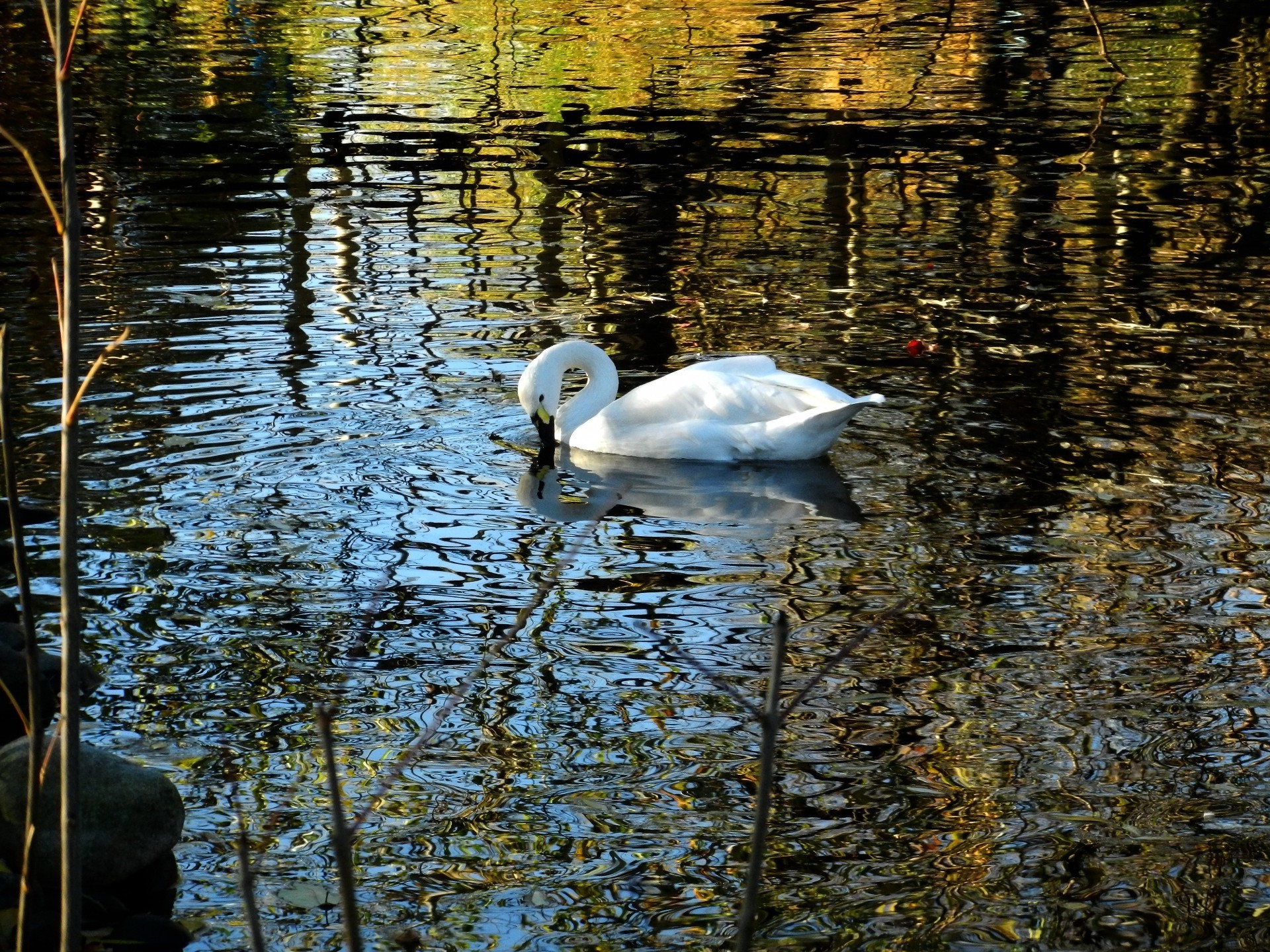 lake reflection water pool swan bird river nature waterfowl mirror duck feather beautiful