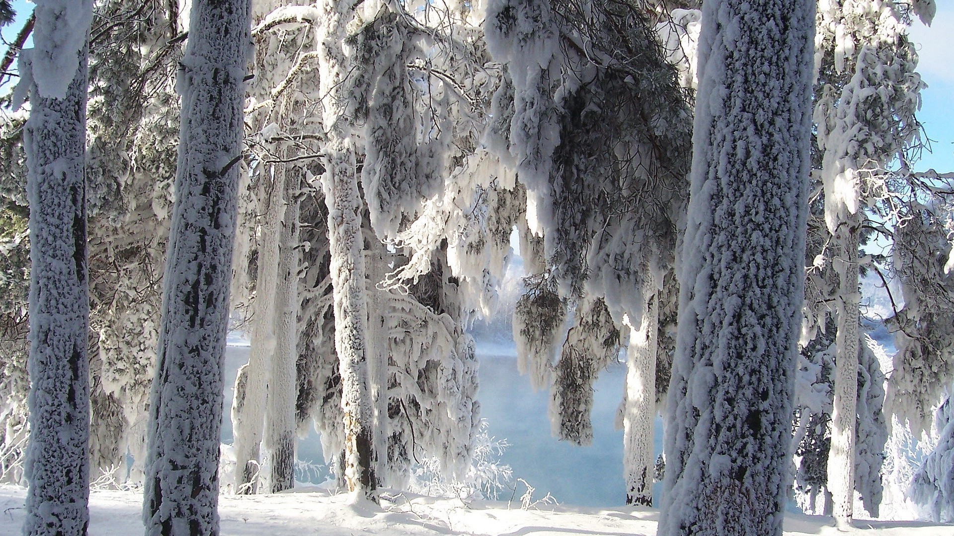 inverno neve natura freddo gelo legno ghiaccio all aperto albero congelato paesaggio stagione parco