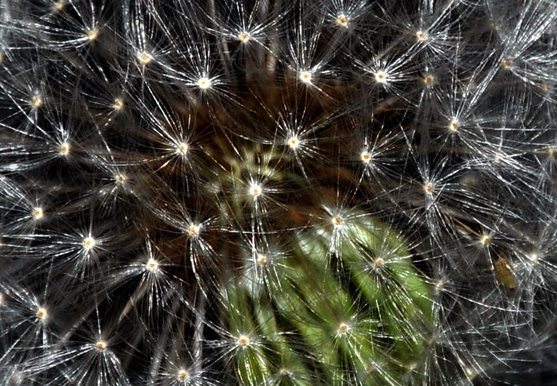 flores dente de leão natureza brilhante flora fogos de artifício para baixo