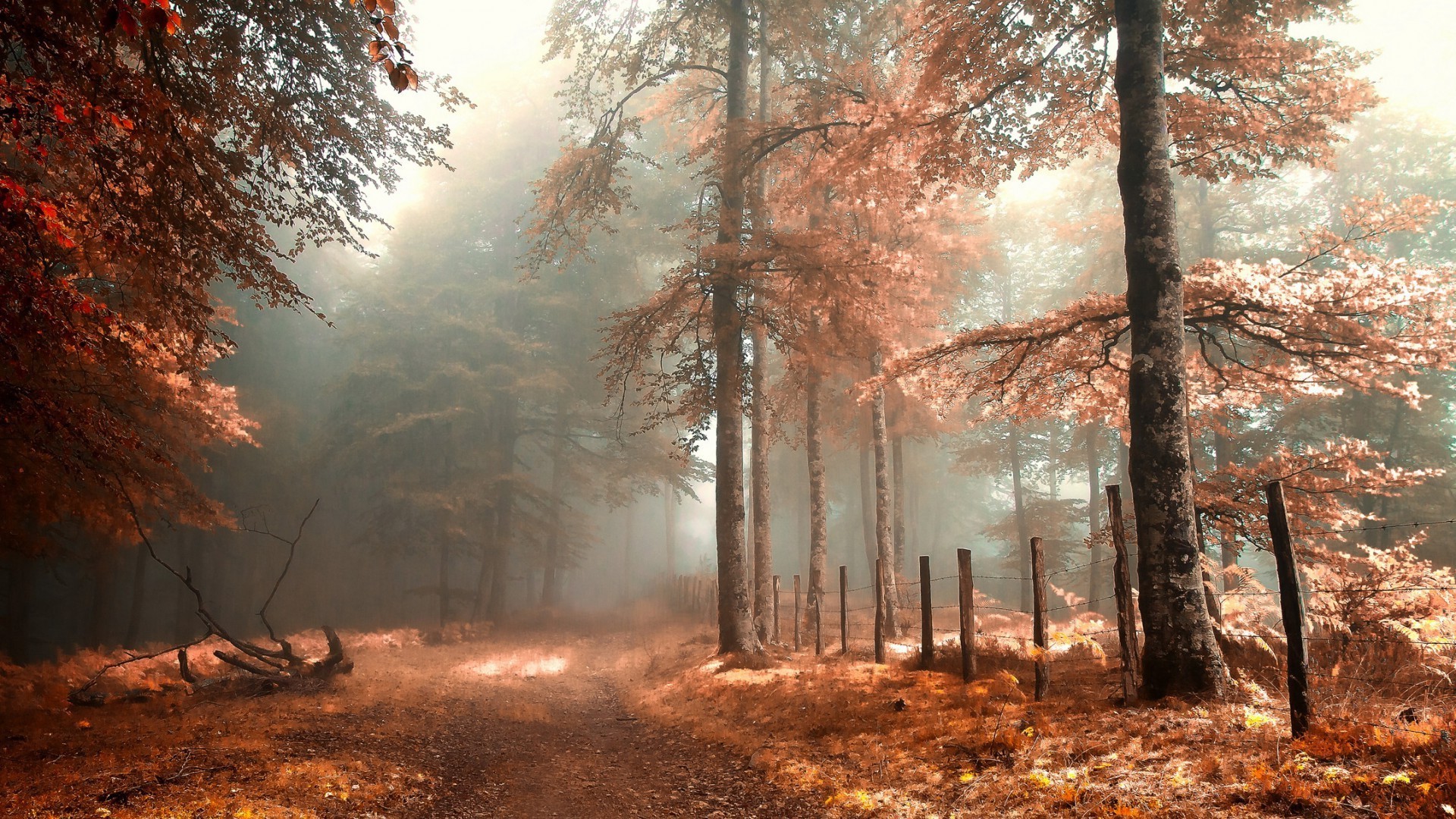 herbst holz holz herbst landschaft nebel blatt nebel park natur dämmerung im freien licht landschaftlich umwelt zweig