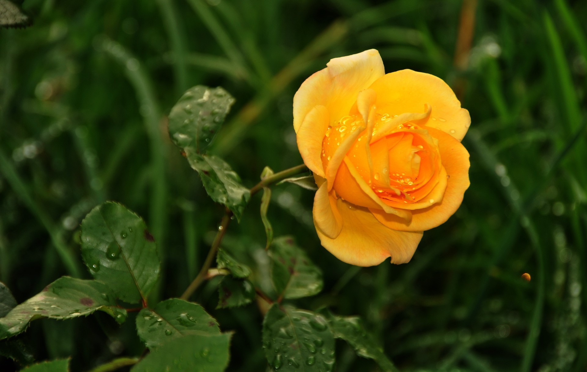 güller doğa flora yaprak çiçek yaz bahçe parlak renk açık havada çiçek