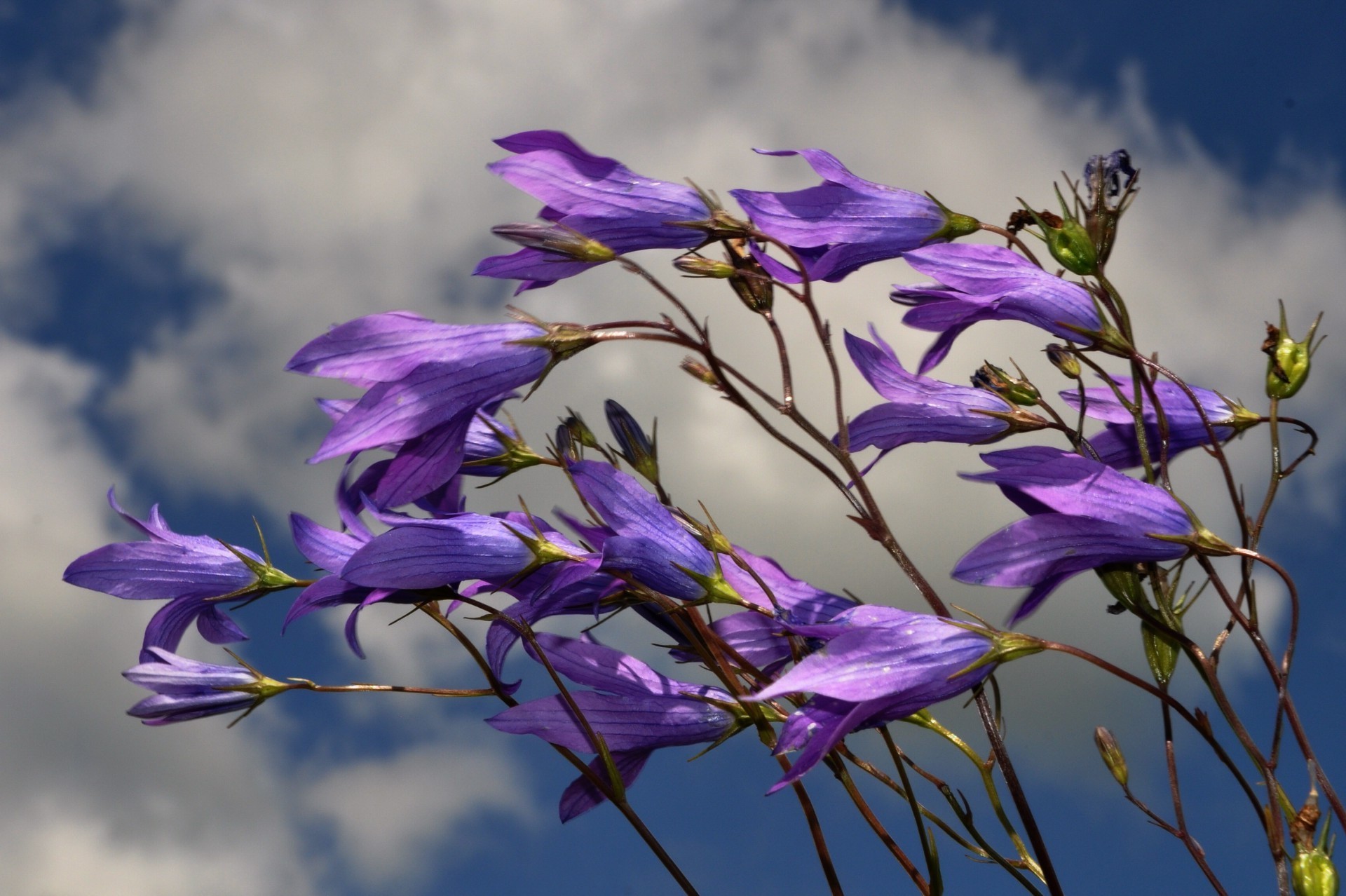 flores flor naturaleza flora campo floral pétalo bluming jardín hoja verano hermoso hierba al aire libre color primer plano heno violeta parque temporada