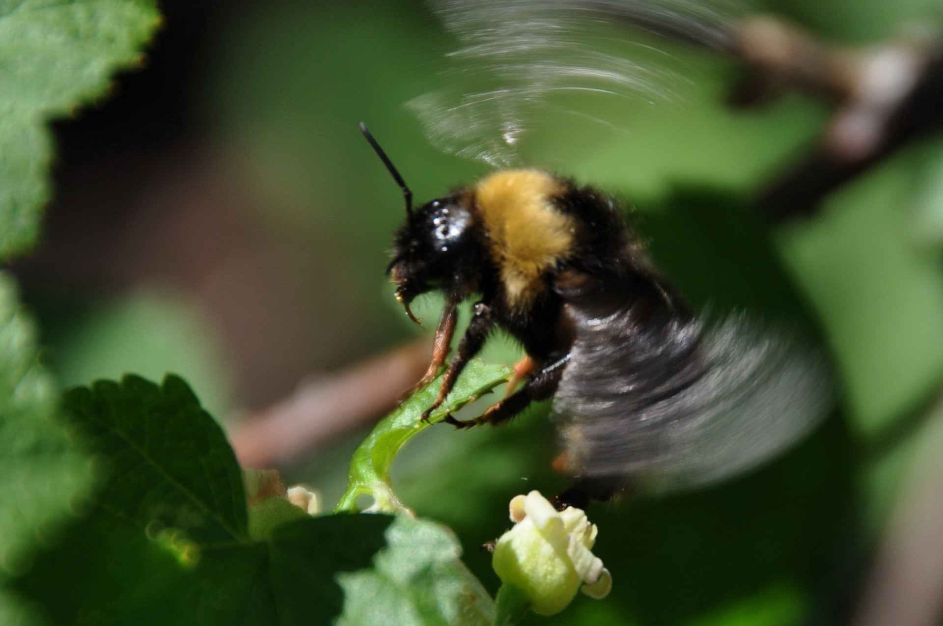 paysage nature insecte abeille à l extérieur feuille faune été petit animal