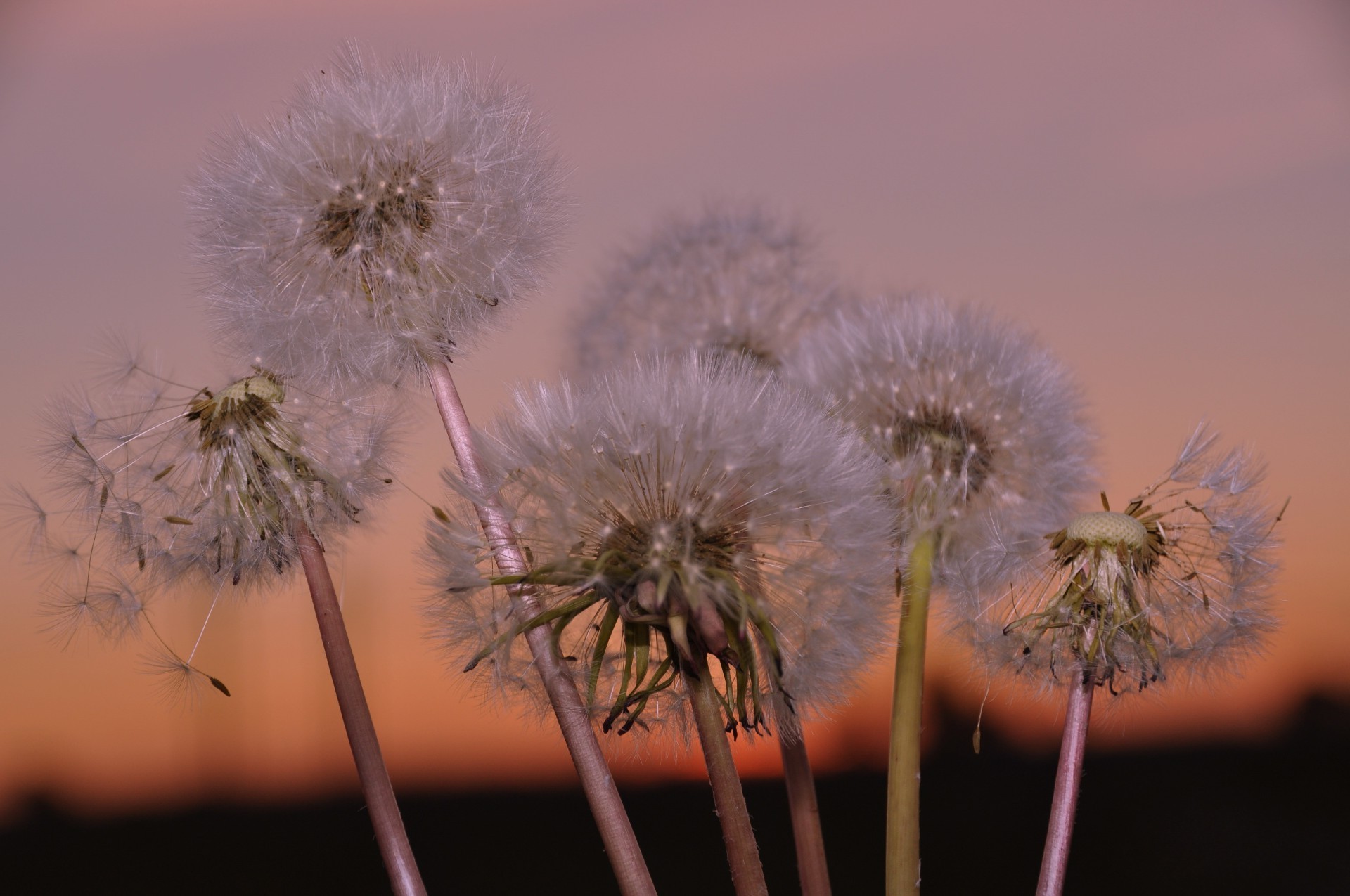 flowers flower dandelion flora nature summer seed weed grass delicate hayfield light growth husk head color garden close-up outdoors leaf