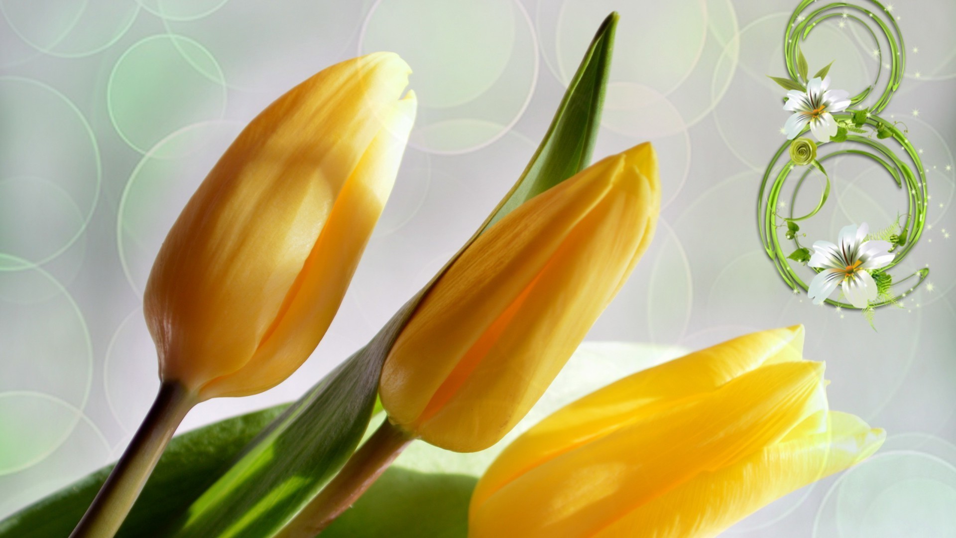 march 8 nature easter leaf flower flora bright tulip color close-up desktop summer