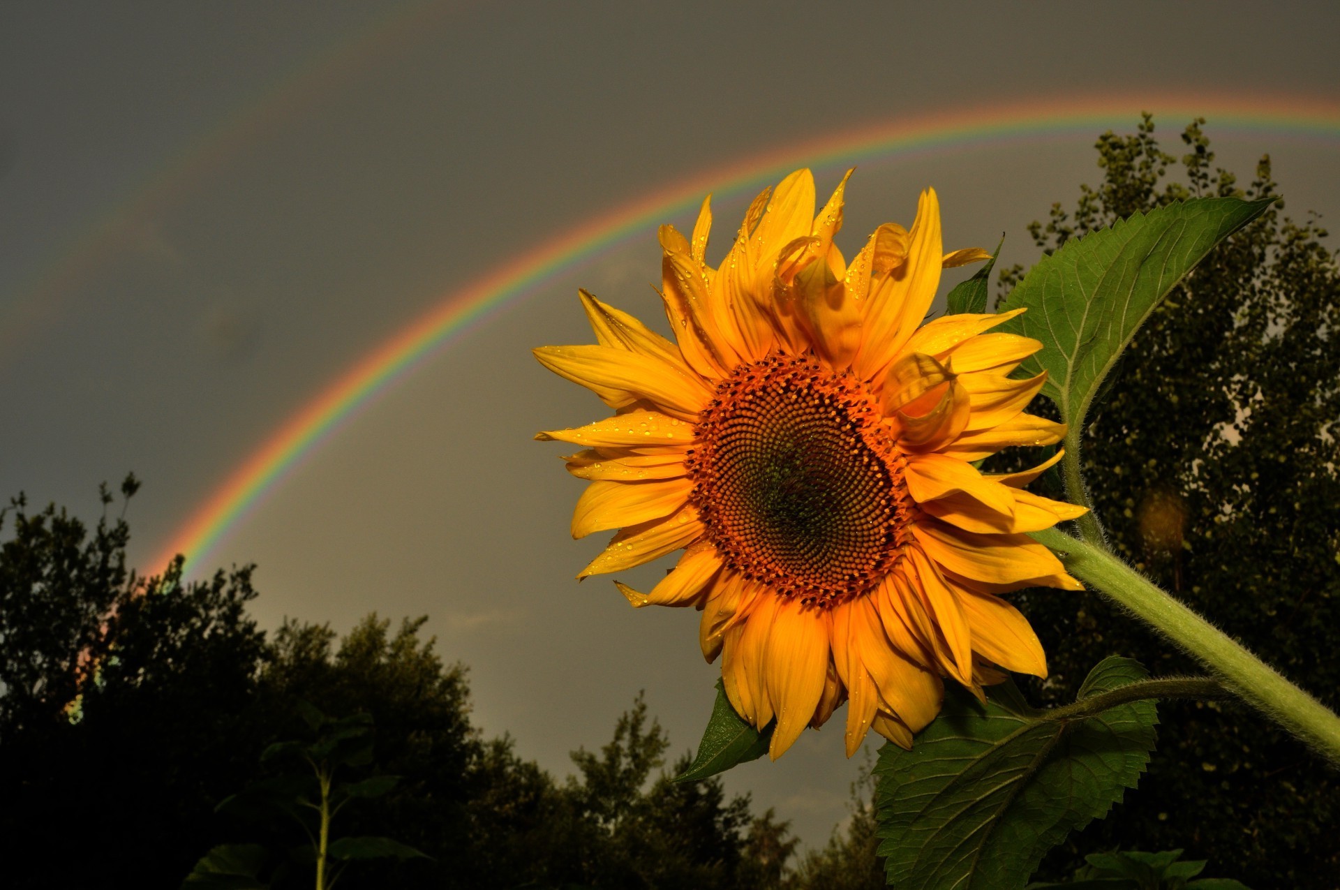 arc-en-ciel nature été fleur flore couleur feuille à l extérieur lumineux