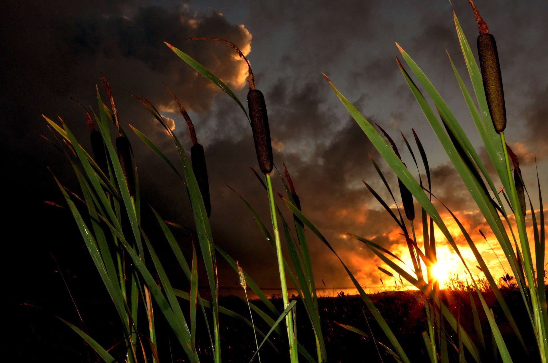 puesta de sol y amanecer hierba amanecer naturaleza sol verano al aire libre jardín crecimiento flora llama luz buen tiempo hoja heno