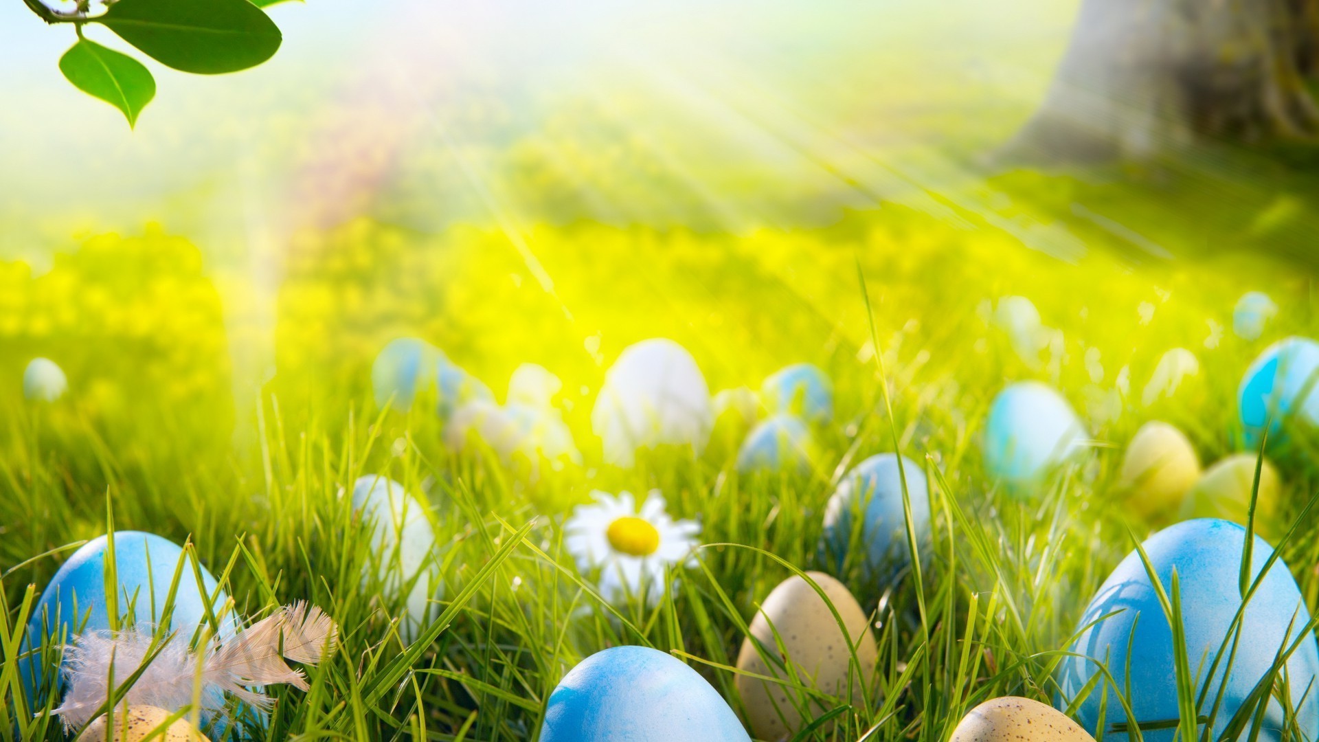 pasqua erba natura fieno stagione uovo campo uovo di pasqua colore estate bella sole prato bel tempo fiore fattoria luminoso desktop