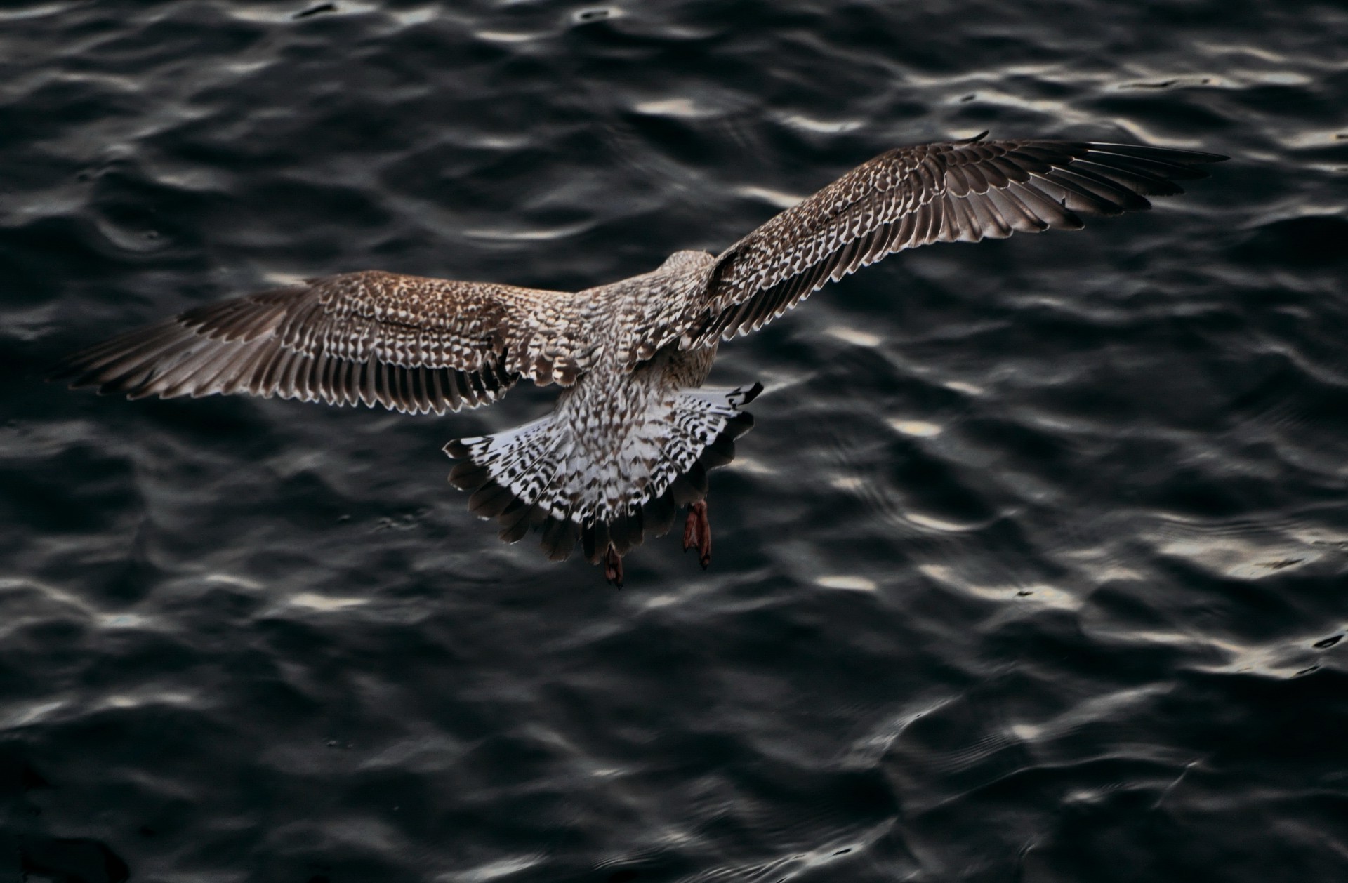 animais pássaro água gaivotas mar vida selvagem lago oceano rio natureza voar