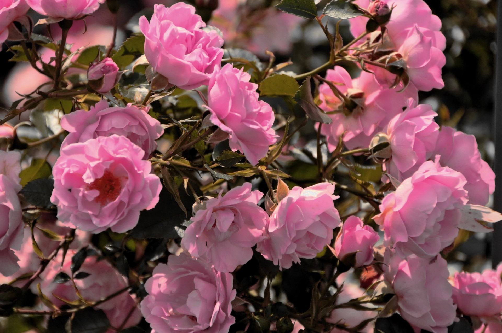 roses fleur flore jardin nature feuille bluming pétale floral couleur branche arbre arbuste à l extérieur été