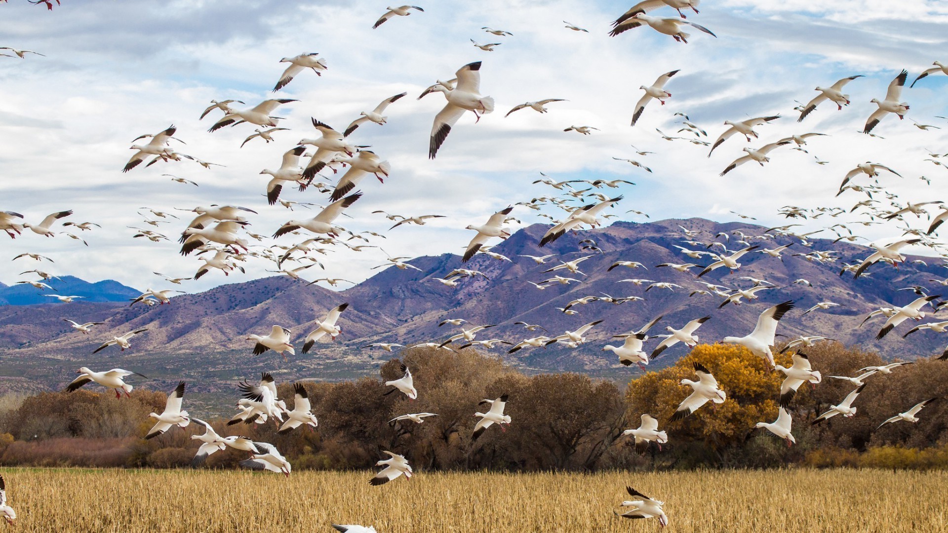 a flock of birds bird wildlife outdoors nature animal goose grass water sky landscape fall snow poultry wild duck travel