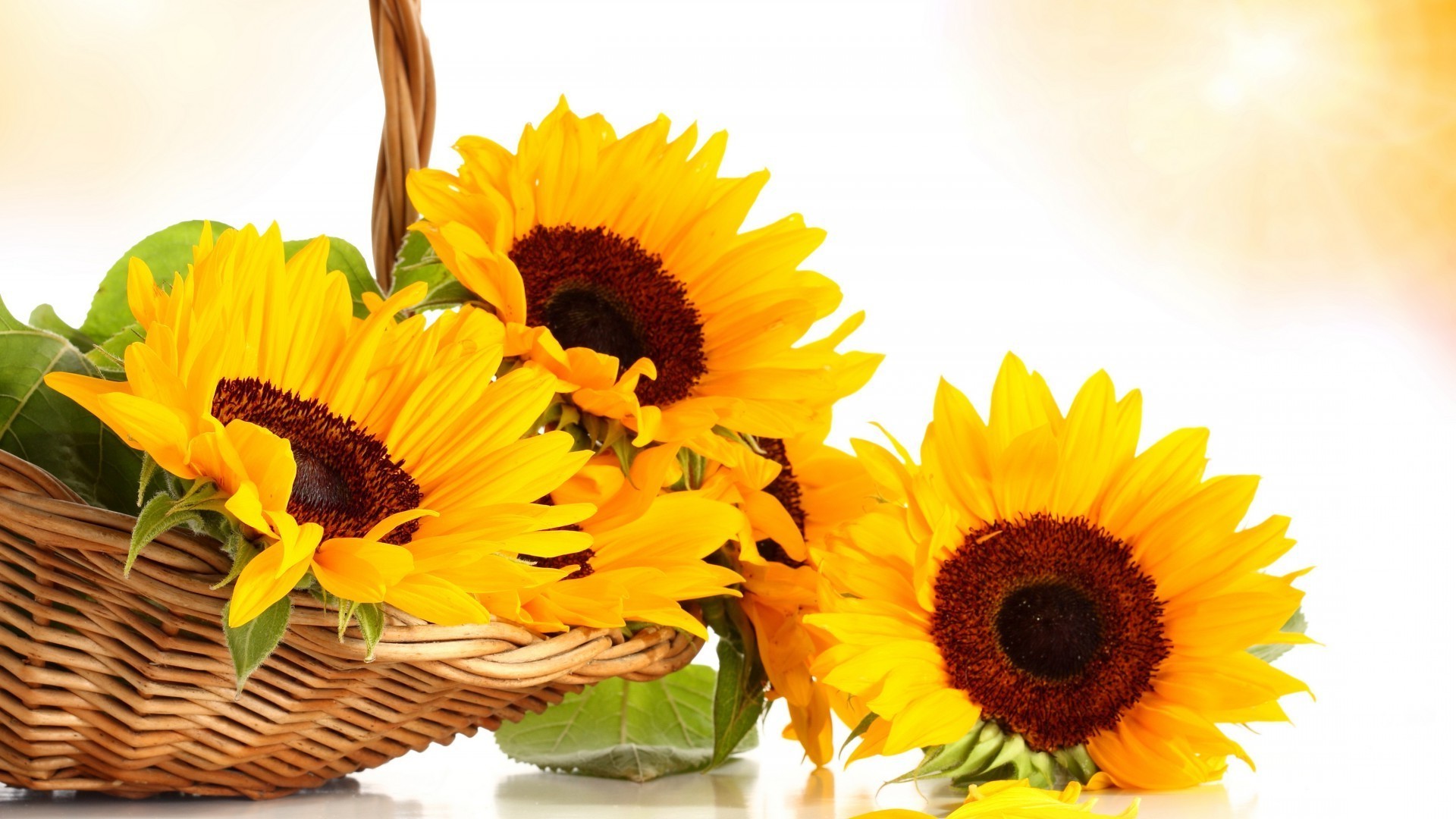 in vase oder topf natur flora sommer blume blatt hell sonnenblume schön schließen blütenblatt wachstum isoliert blumen garten desktop