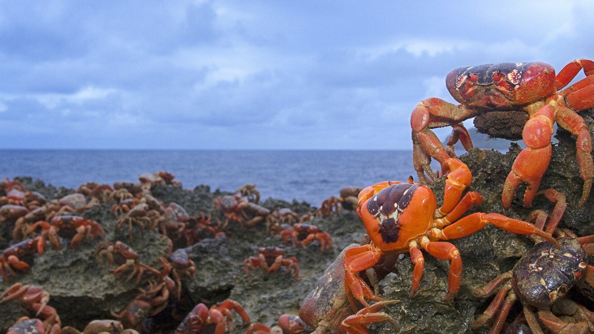 crab sea ocean shellfish crustacean water marine seashore nature invertebrate beach fish seafood outdoors island lobster bay tropical landscape