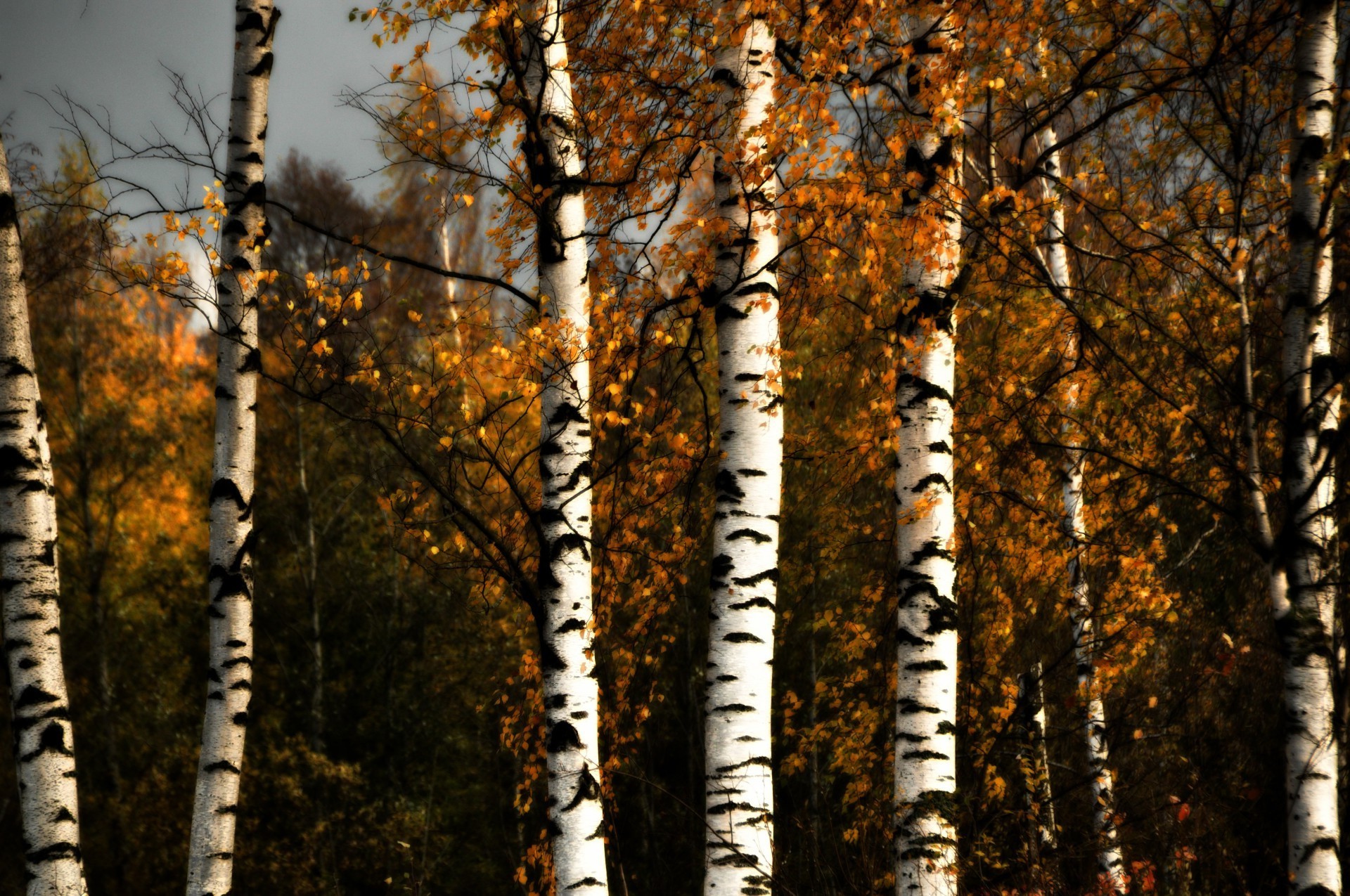 bäume baum holz herbst blatt zweig saison birke natur landschaft rinde kofferraum park schnee winter desktop farbe gutes wetter im freien umwelt