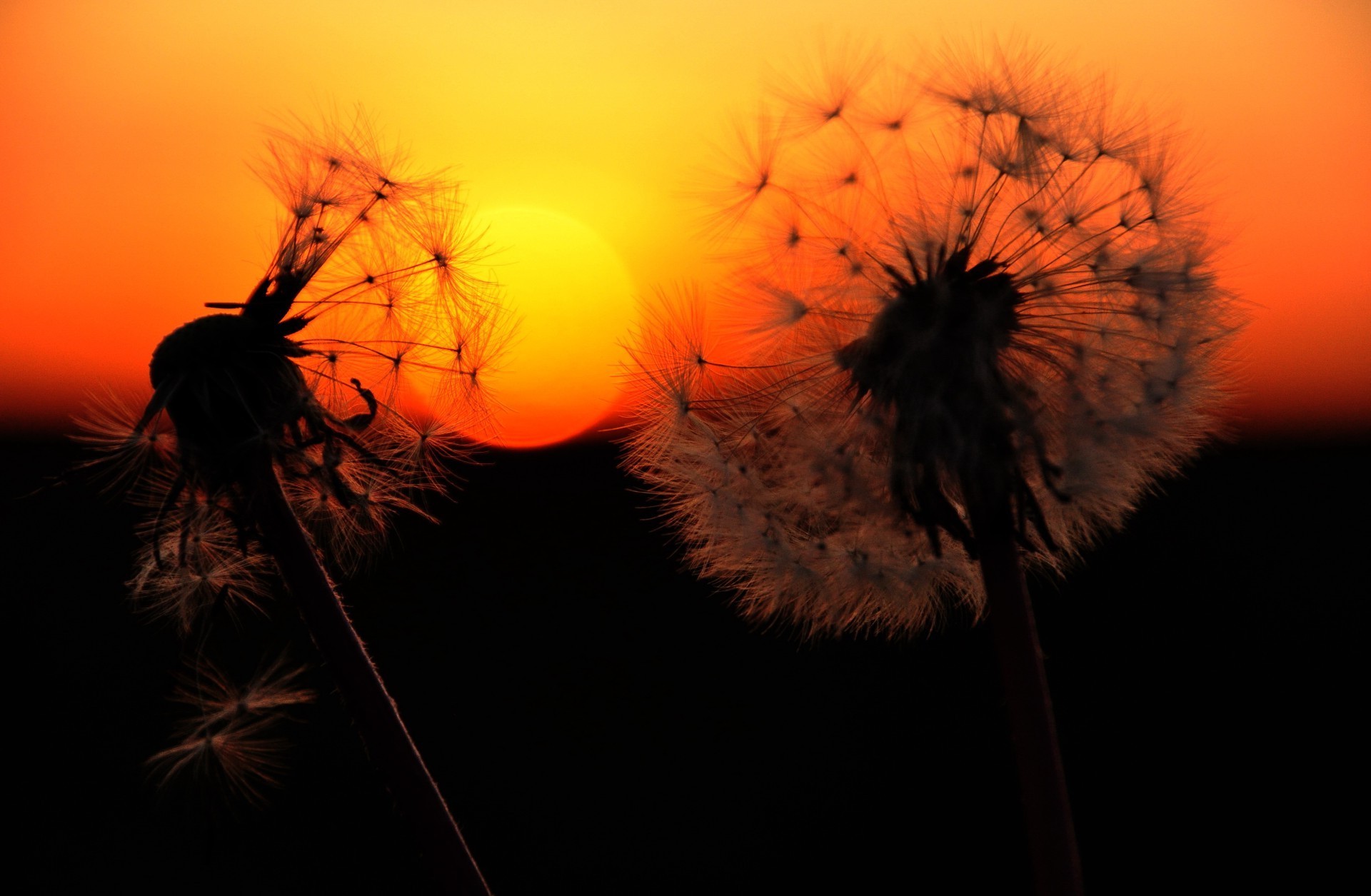 puesta de sol y amanecer silueta puesta de sol luz flor amanecer luz de fondo sol naturaleza diente de león volar luz de fondo insecto color