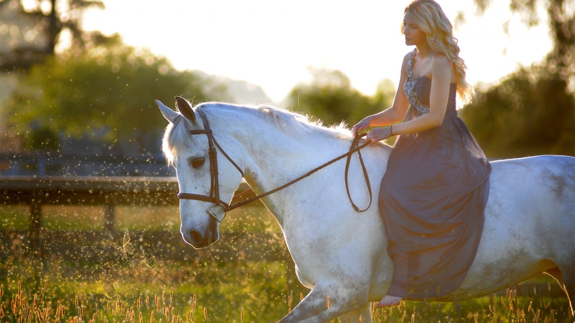 animaux un en plein air nature herbe bonheur cheval cavalerie mammifère belle loisirs été foin mouvement mode de vie plaisirs femme amour assis fille flou