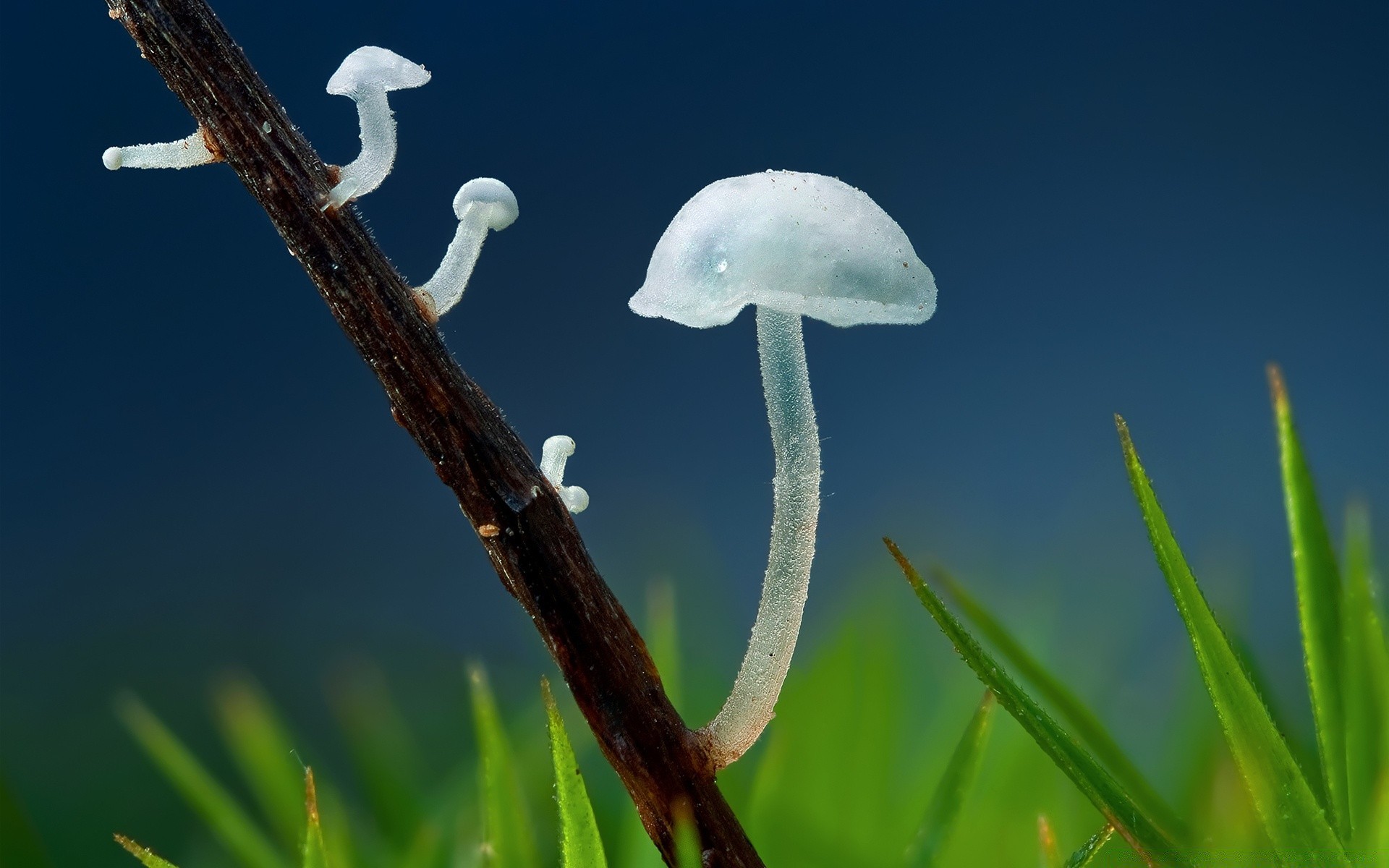 makro natura flora grzyb łuska wzrost trawa na zewnątrz sezon liść drzewo lato zbliżenie kolor kwiat