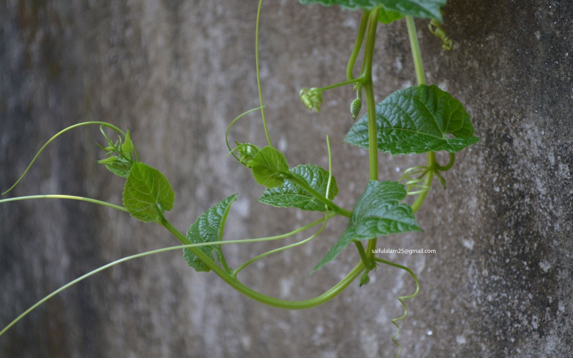 makro blatt flora wachstum garten umwelt keimen boden natur landwirtschaft schließen schale blume gemüse kräuter essen im freien rebe sommer