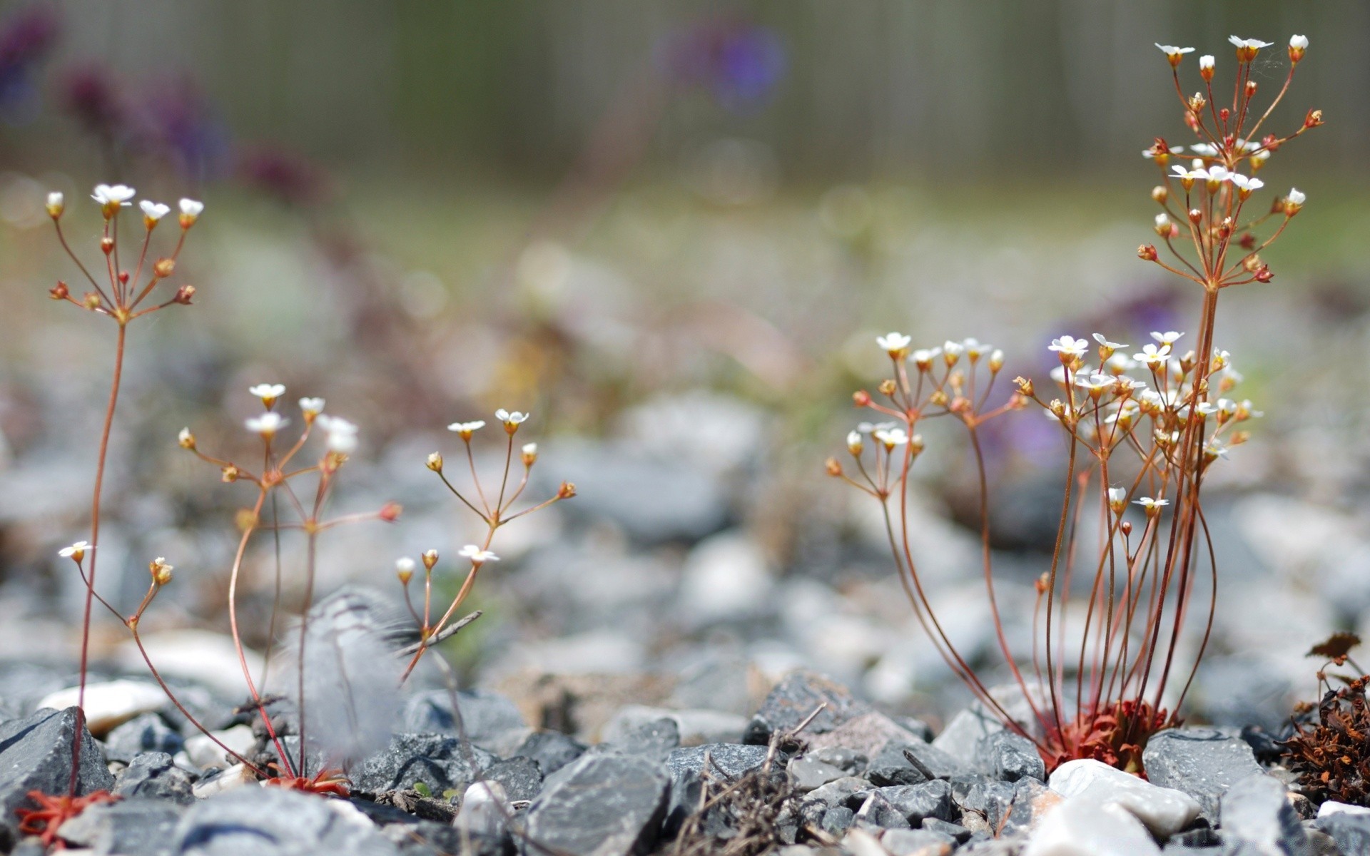 makro natura kwiat na zewnątrz lato flora trawa zima ogród dziki kolor