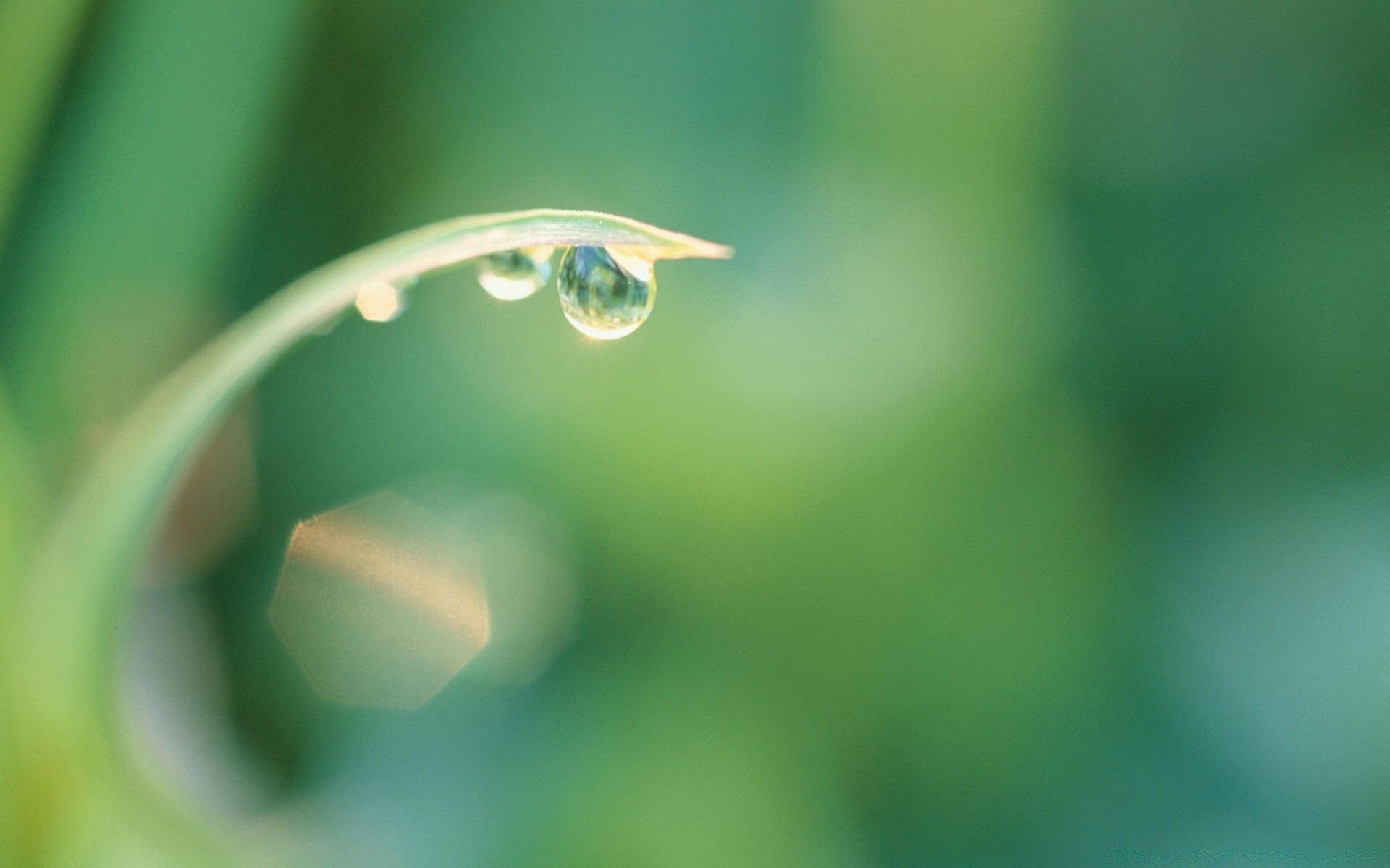 macro pluie feuille rosée nature chute gouttes eau flore flou croissance propreté humide gouttes lumineux environnement dof jardin