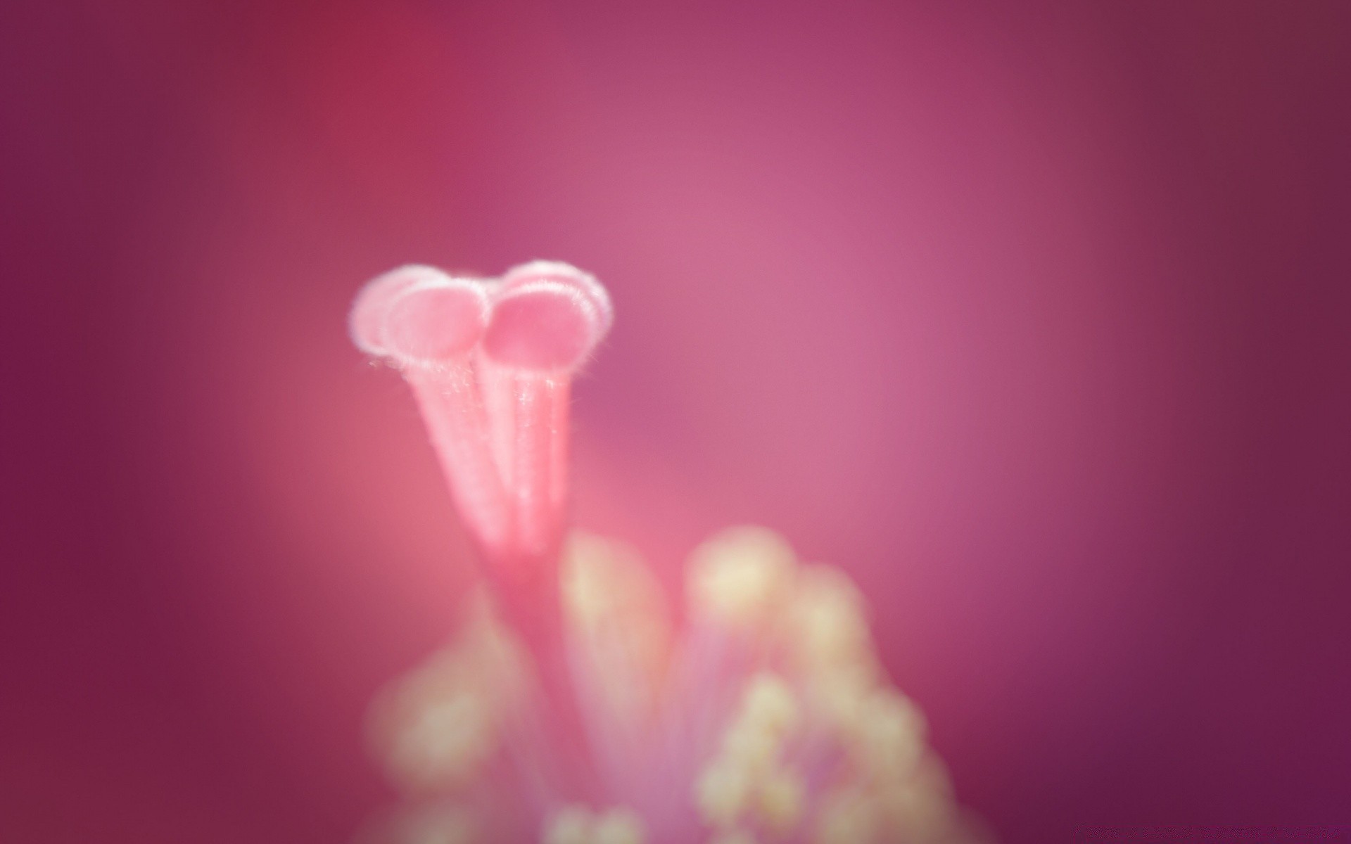 macro natura fiore sfocatura estate luminoso amore colore arte