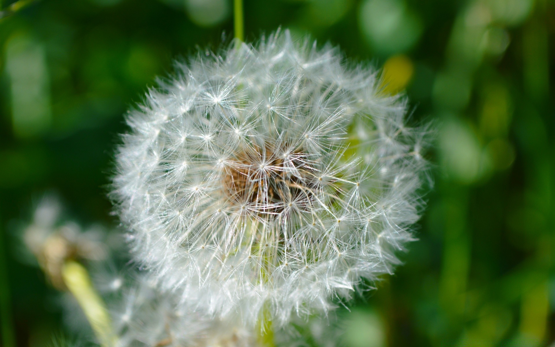 makrofotografia mniszek lekarski flora natura lato nasiona kwiat wzrost ogród trawa dół delikatny sezon zbliżenie jasny liść chwast kolor kwiatów na zewnątrz