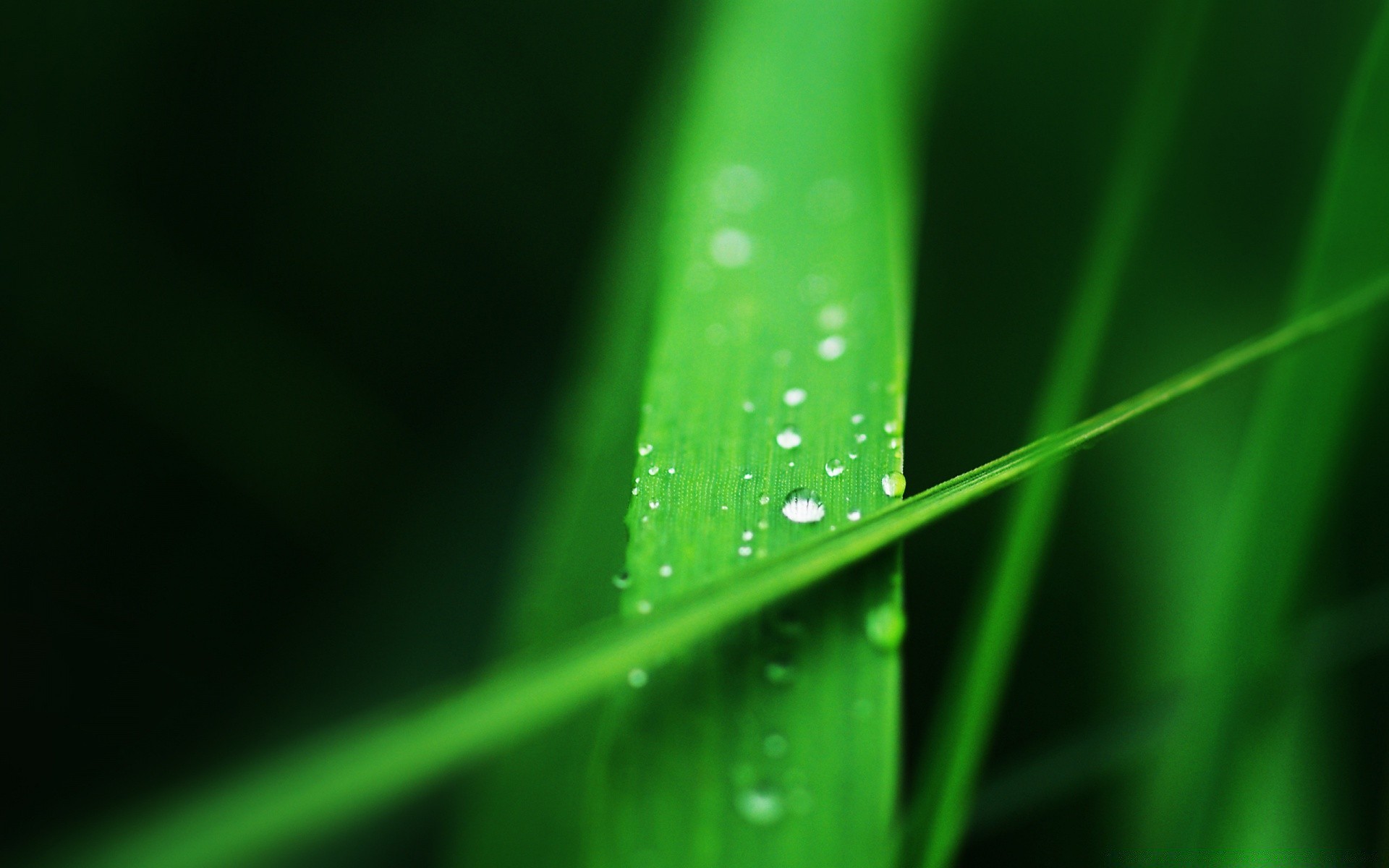 macro dew leaf rain drop growth wet nature raindrop flora garden blade droplet grass abstract purity bright