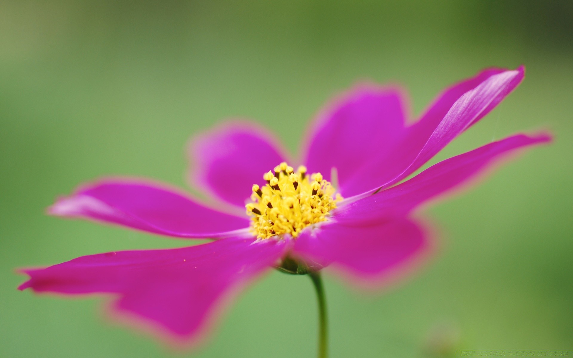 makro fotoğrafçılığı doğa çiçek yaz yaprak flora parlak