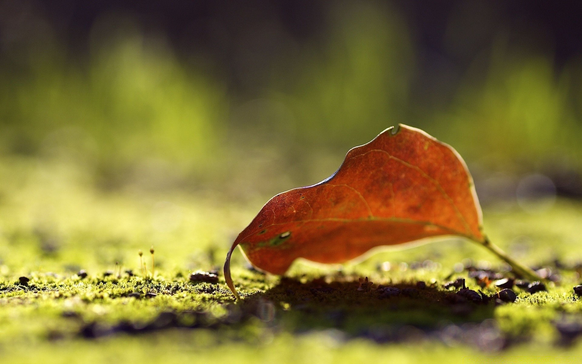 macro nature leaf fall outdoors wood grass rain flora moss tree