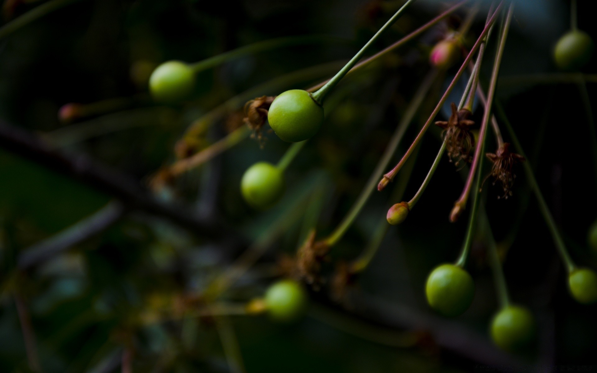 macro fruit grow tree food nature leaf agriculture berry branch flora outdoors pasture color garden growth crop blur