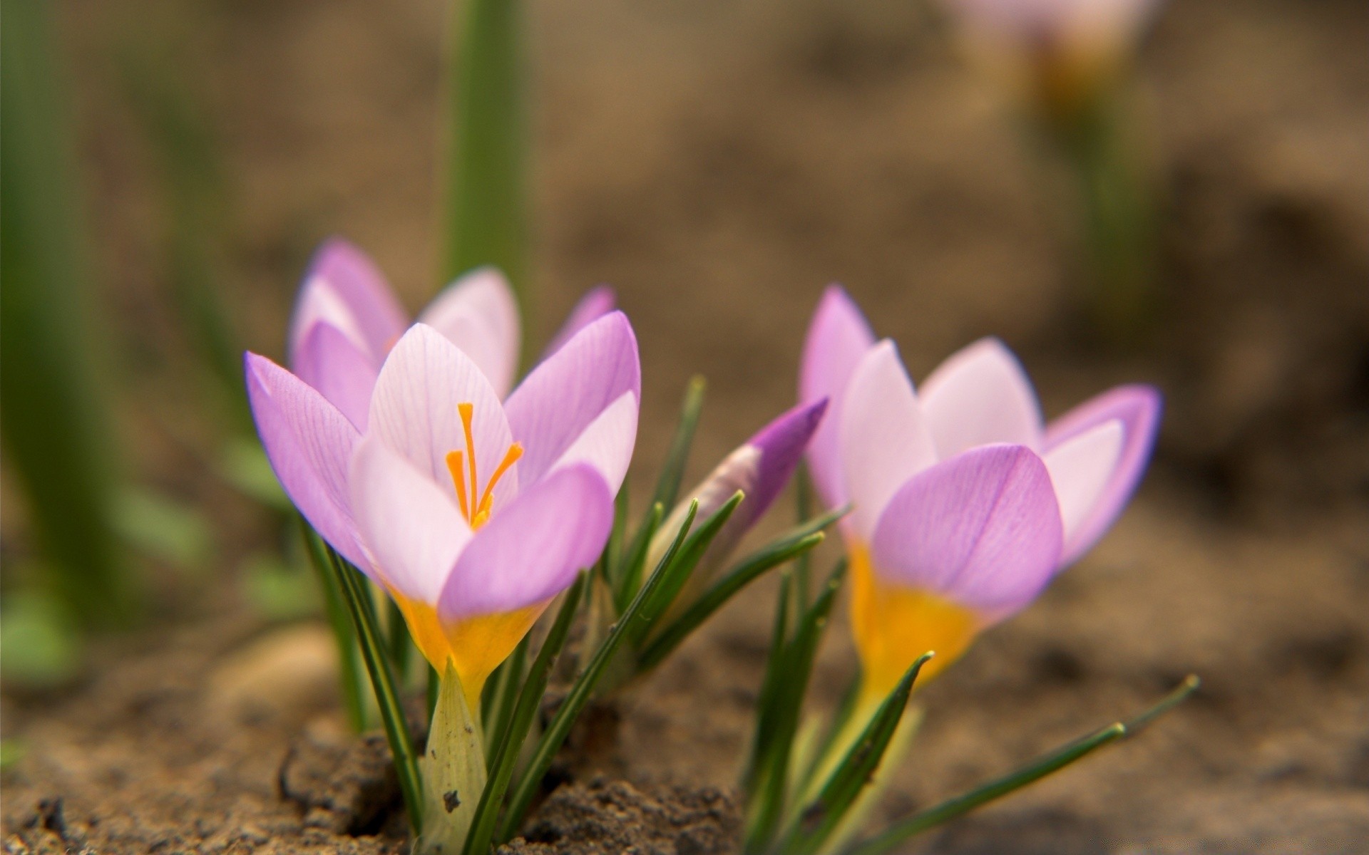 makro fotoğrafçılığı doğa çiçek flora çiğdem bahçe yaprak taçyaprağı yaz çiçek açan çiçek büyüme paskalya güzel hava koşulları parlak safran çimen