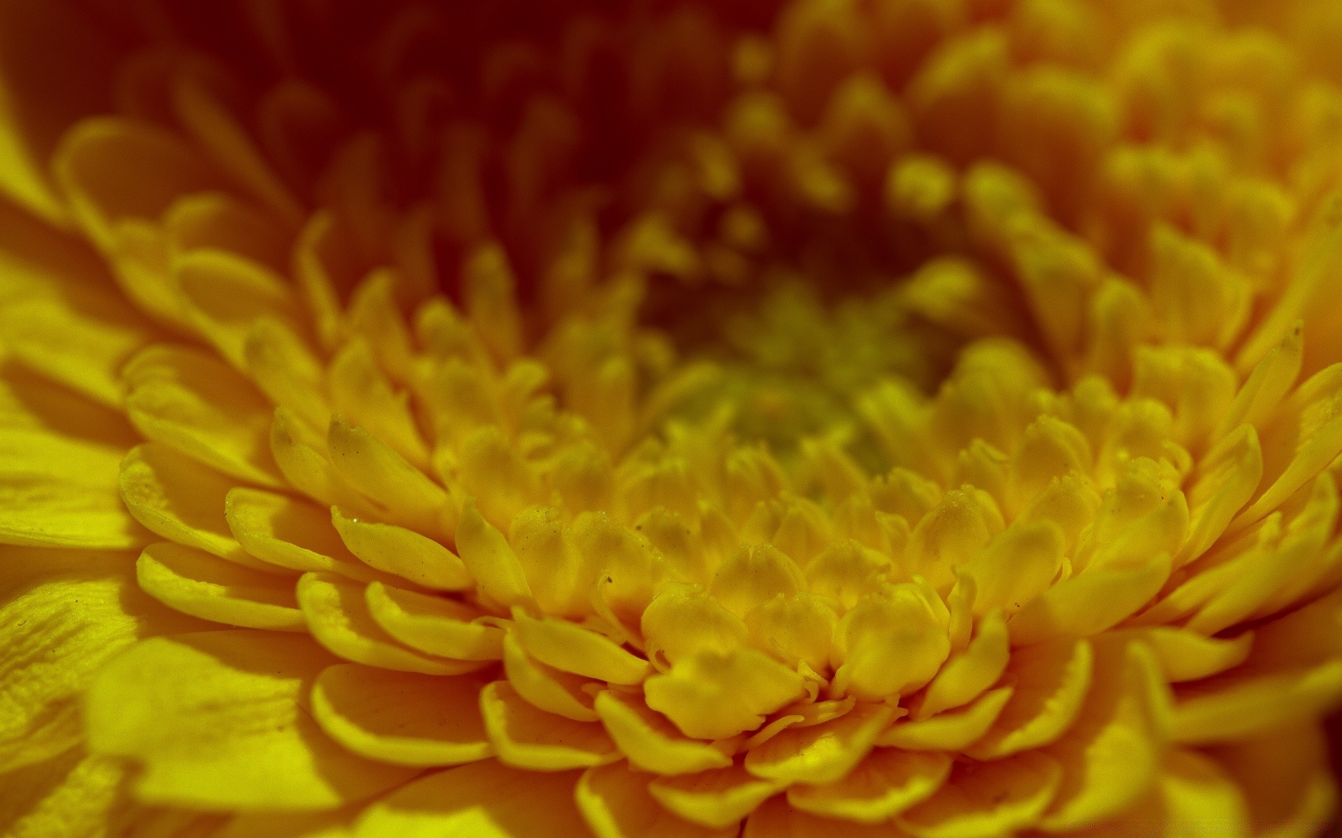 makro blume natur flora sommer farbe blütenblatt desktop hell schließen blühen schön garten blumen chrysantheme ein blatt hell in der nähe kopf