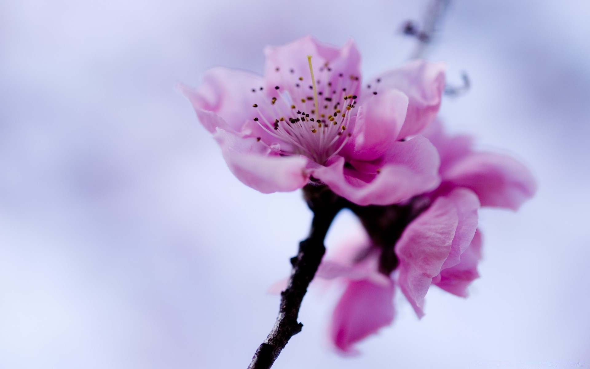 macro flower nature flora leaf branch garden blooming cherry bud floral petal color growth beautiful close-up bright summer delicate tree