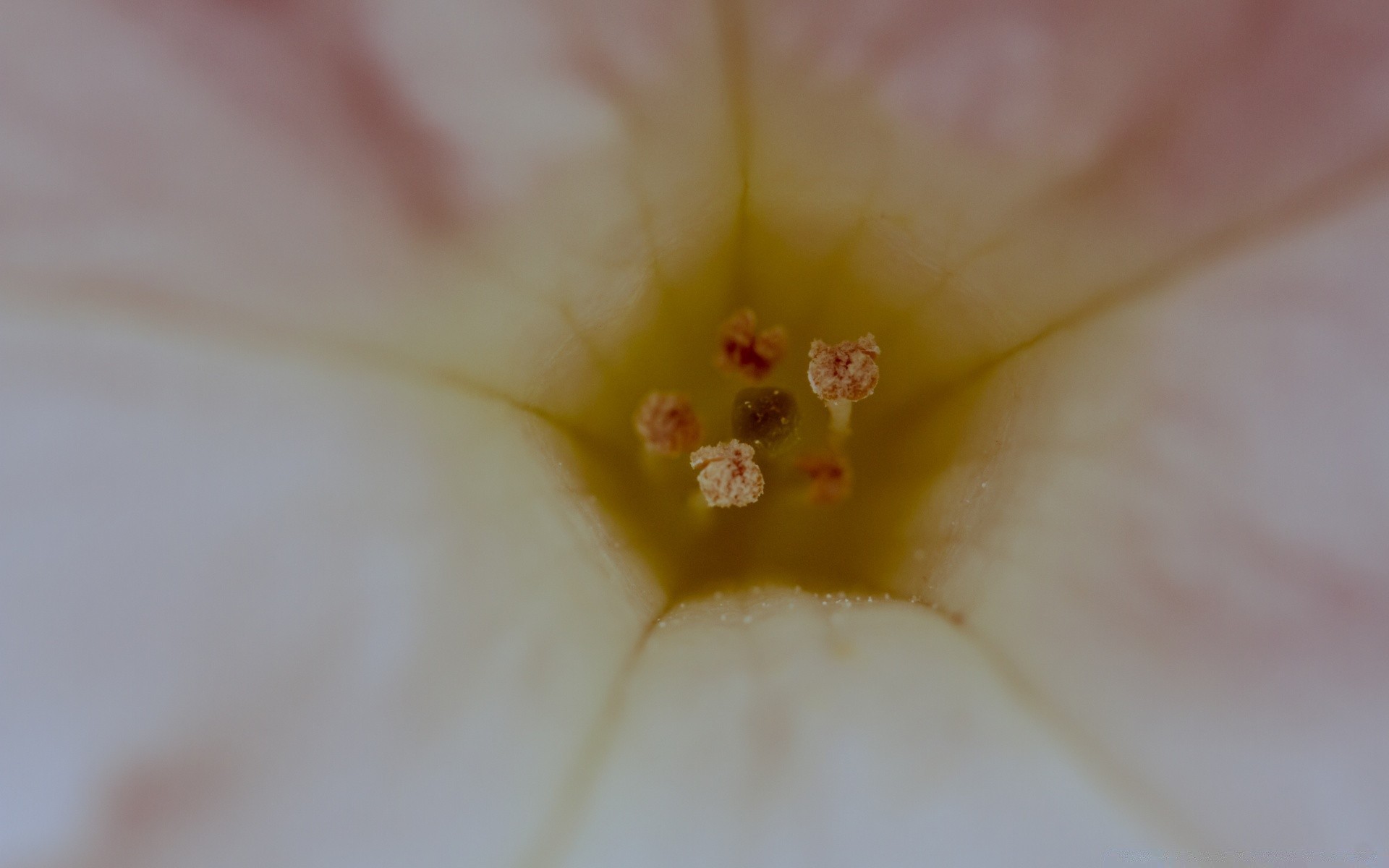 makro blume natur flora farbe sanft schön sommer garten schließen blütenblatt hell pollen lilie blühen in der nähe blatt liebe unschärfe tulpe