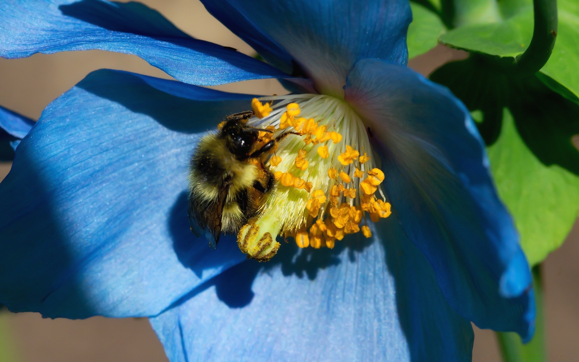 macro flower nature insect summer pollen outdoors bee blur flora daylight