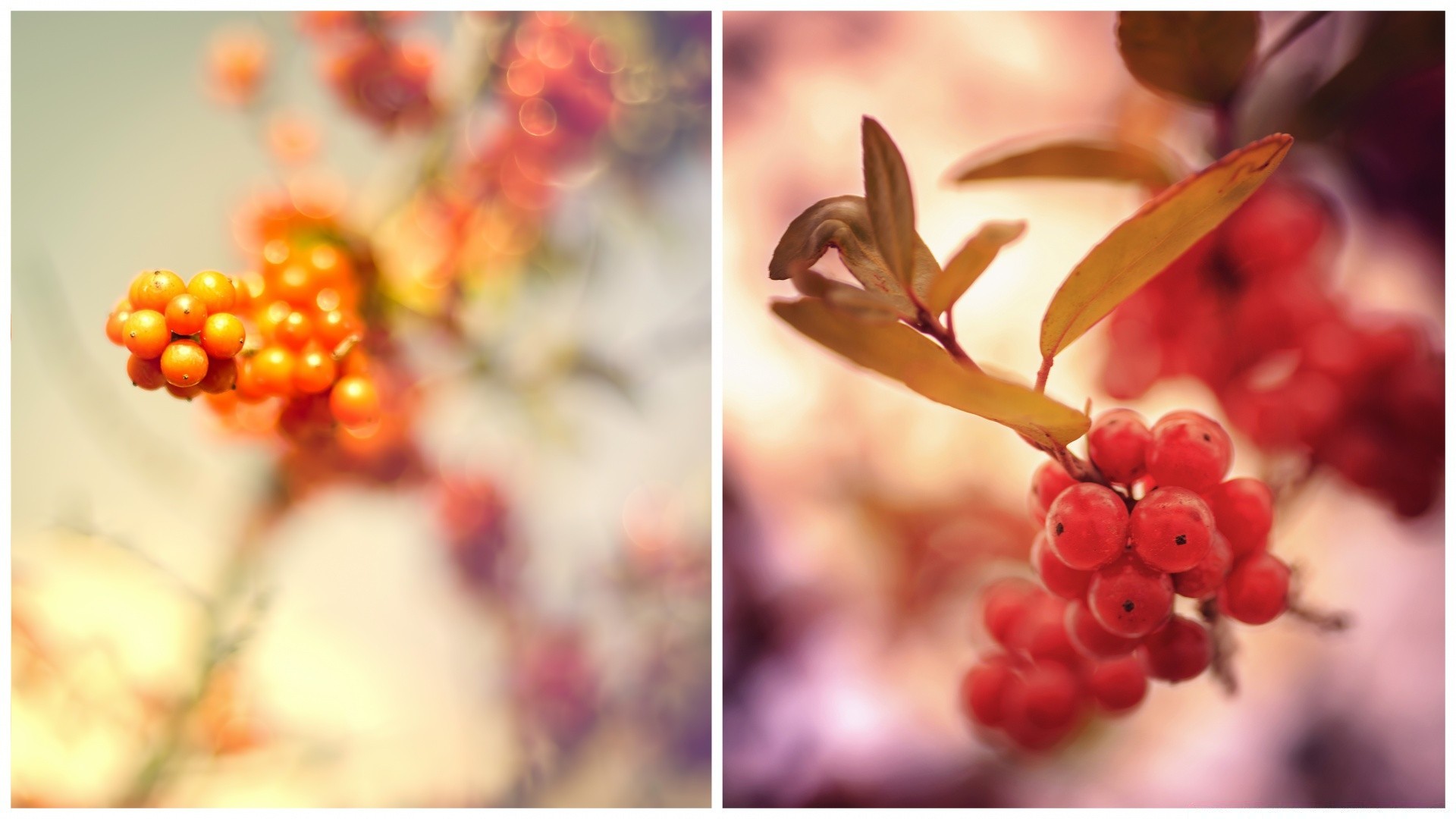 macro nature berry fall leaf fruit branch color season flora rowan tree shrub rowanberry beautiful close-up wood