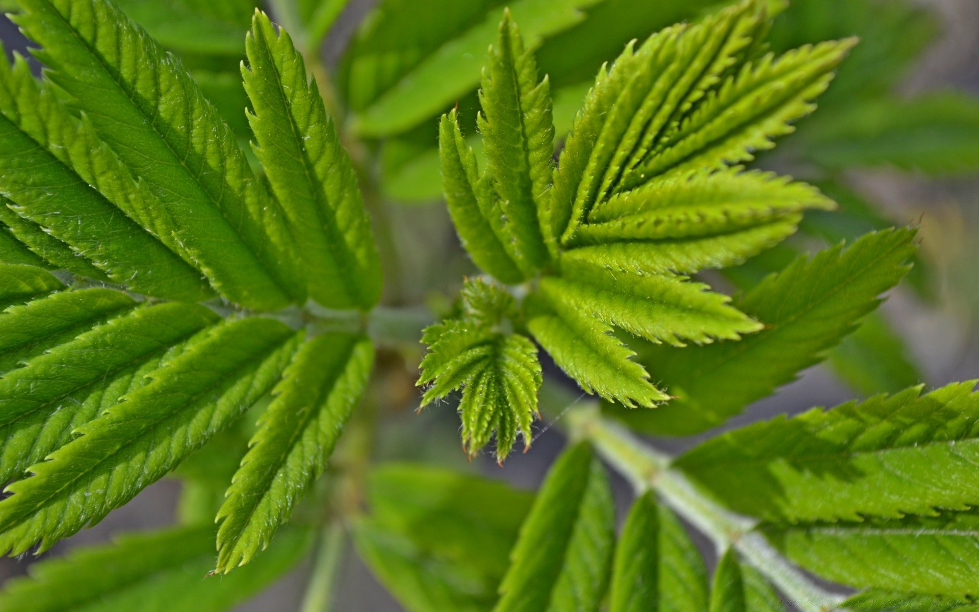 macro leaf nature flora growth lush freshness close-up garden environment summer tree ecology