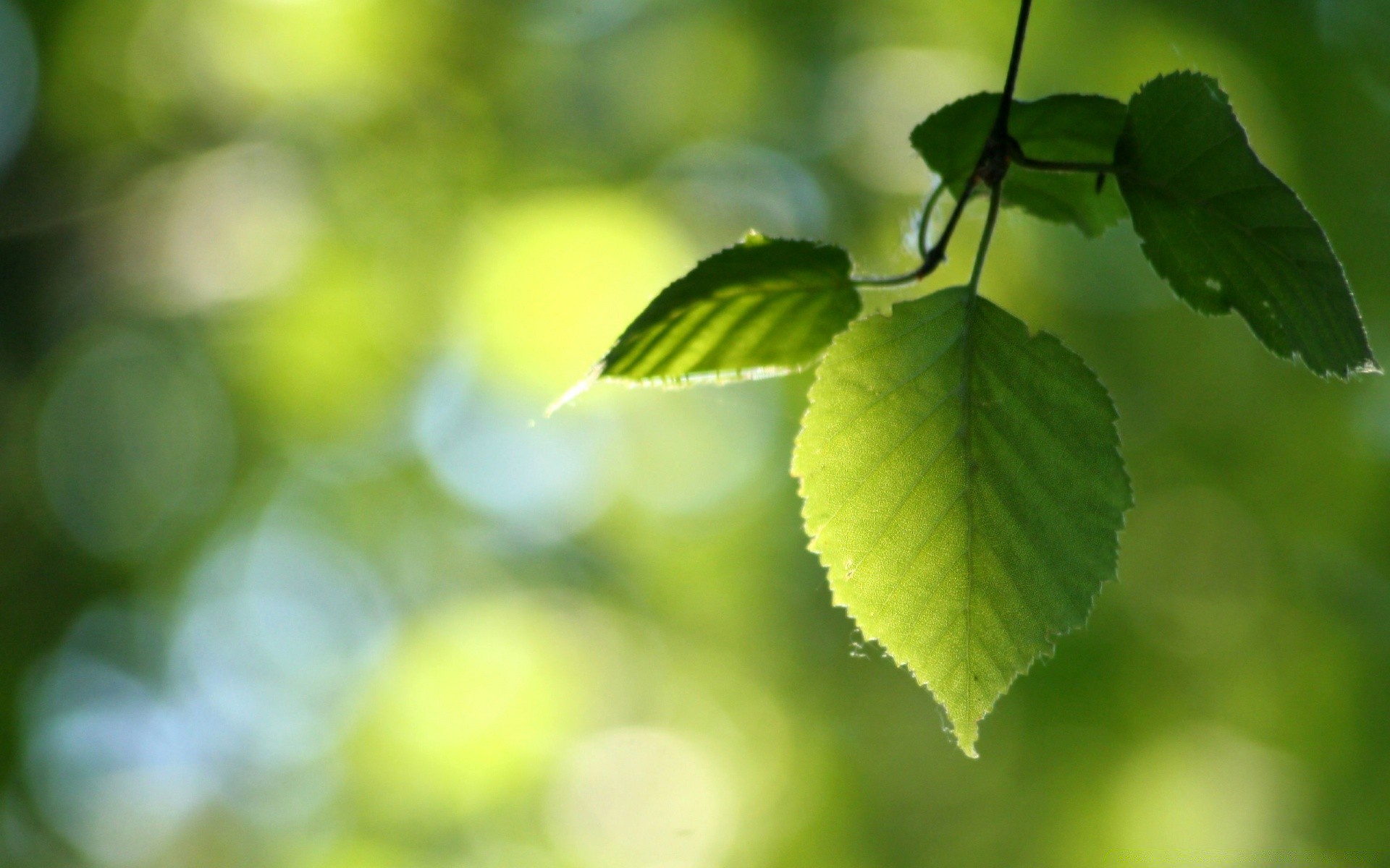 makro fotoğrafçılığı yaprak doğa büyüme flora bulanıklık yaz parlak yemyeşil bahçe ortamlar ağaç güzel hava koşulları odak açık havada şube tazelik