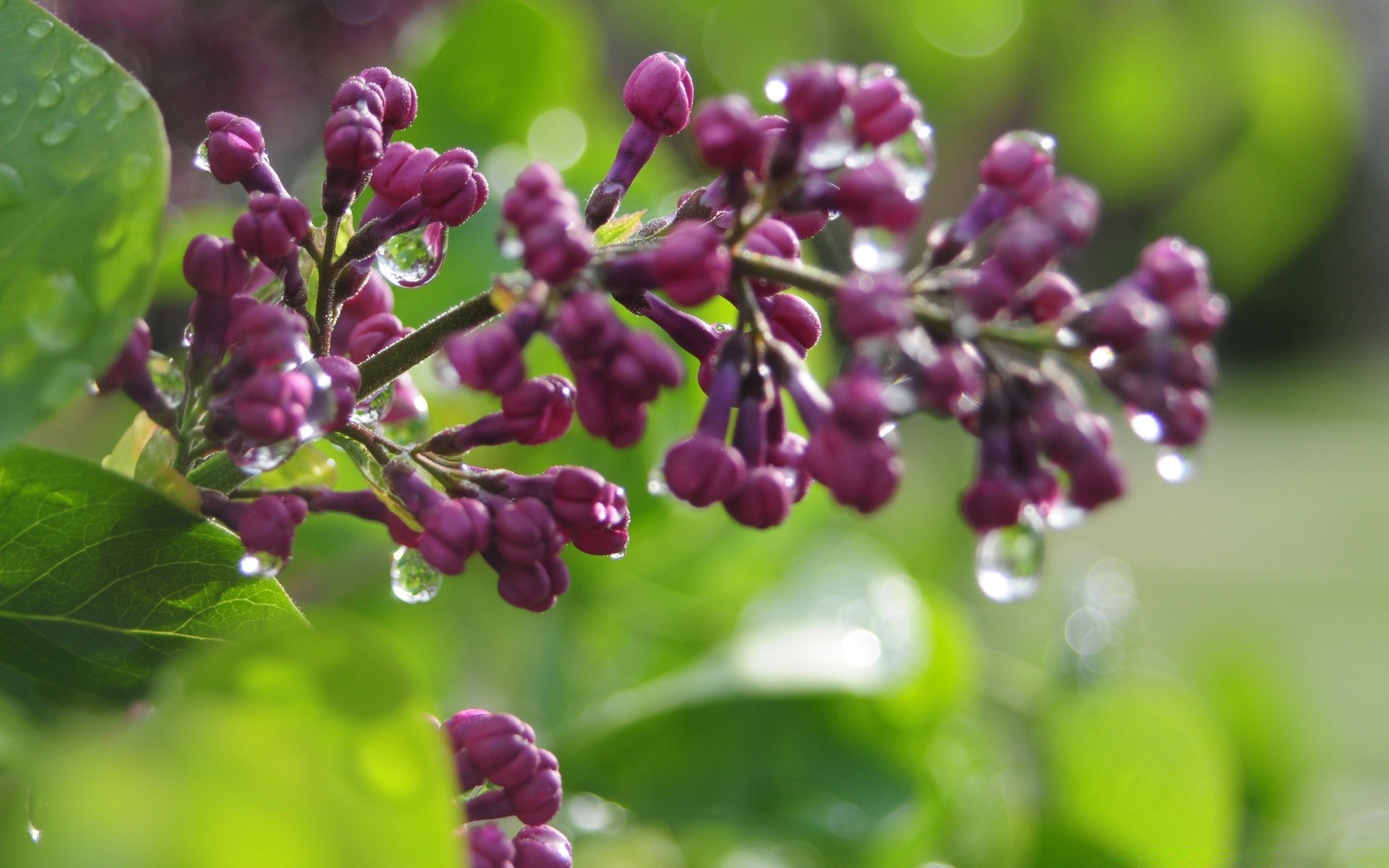 macro nature flora leaf flower garden summer branch color tree perfume close-up freshness season shrub aromatic floral blooming outdoors petal