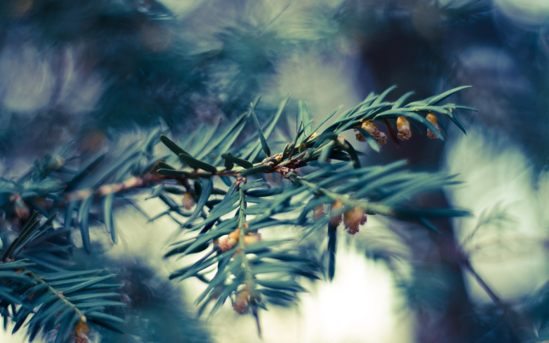 makroaufnahme weihnachten winter baum evergreen nadelbaum zweig unschärfe nadeln kiefer farbe