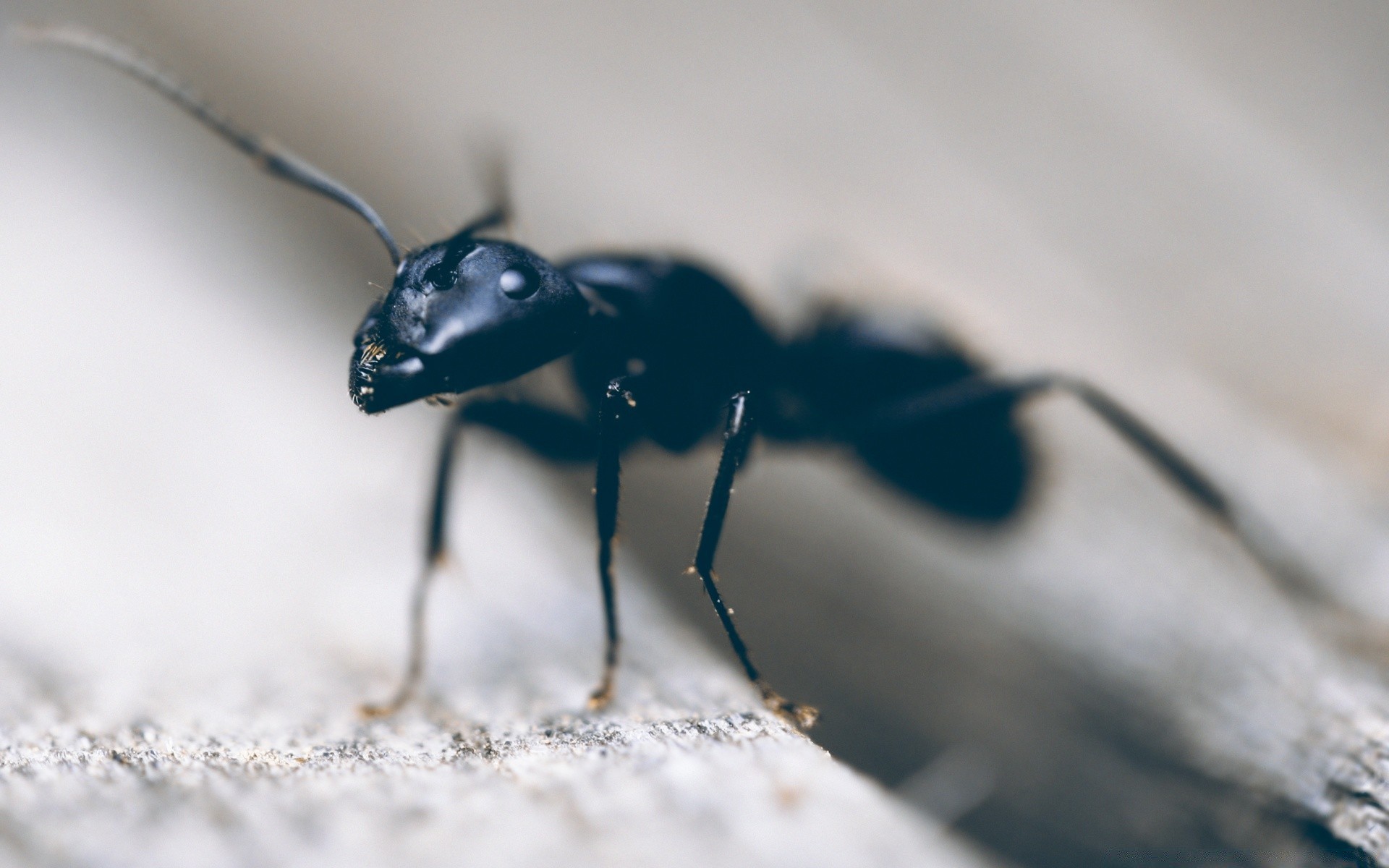 makroaufnahme insekt wirbellose tierwelt natur käfer tier biologie ein im freien spinne pest wenig