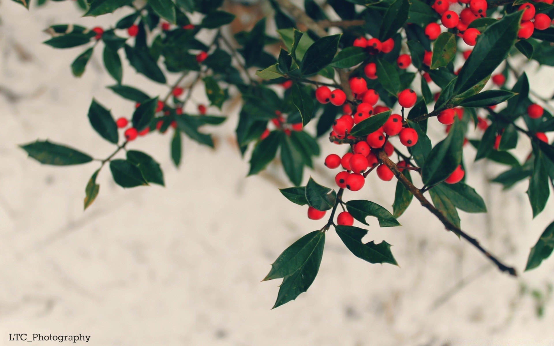 makroaufnahme blatt natur flora im freien baum beere zweig strauch blume wachstum sommer stechpalme winter