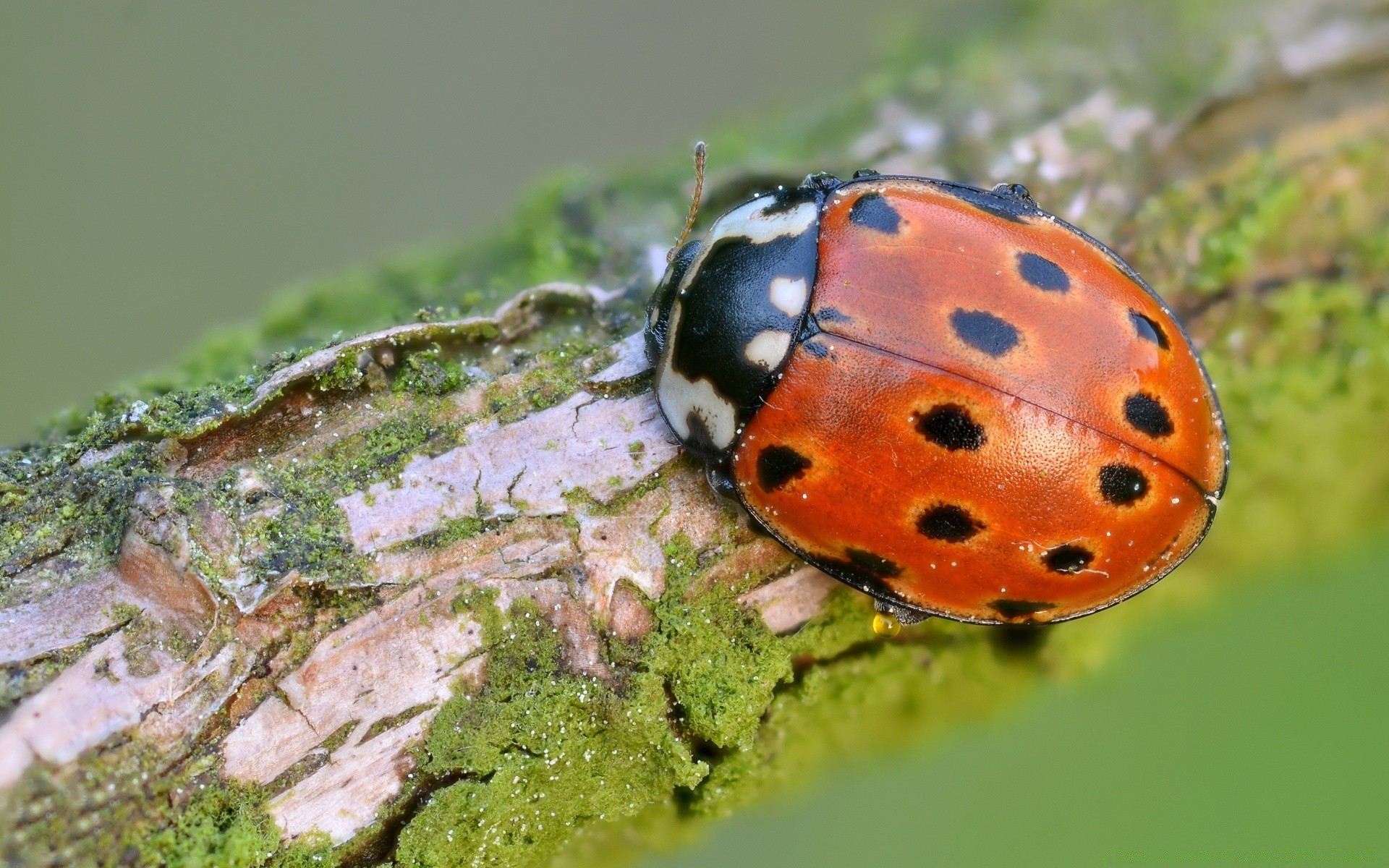 macro insetto scarabeo natura biologia all aperto poco invertebrati coccinella fauna selvatica ambiente primo piano foglia estate