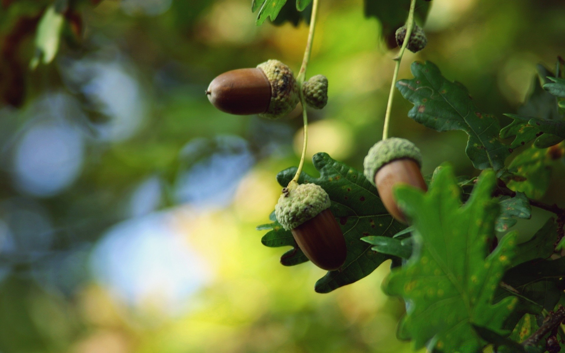 makro liść flora jedzenie natura owoce drzewo oddział ogród zbliżenie jesień lato kolor na zewnątrz zdrowy wzrost wzrost środowisko sezon drewno