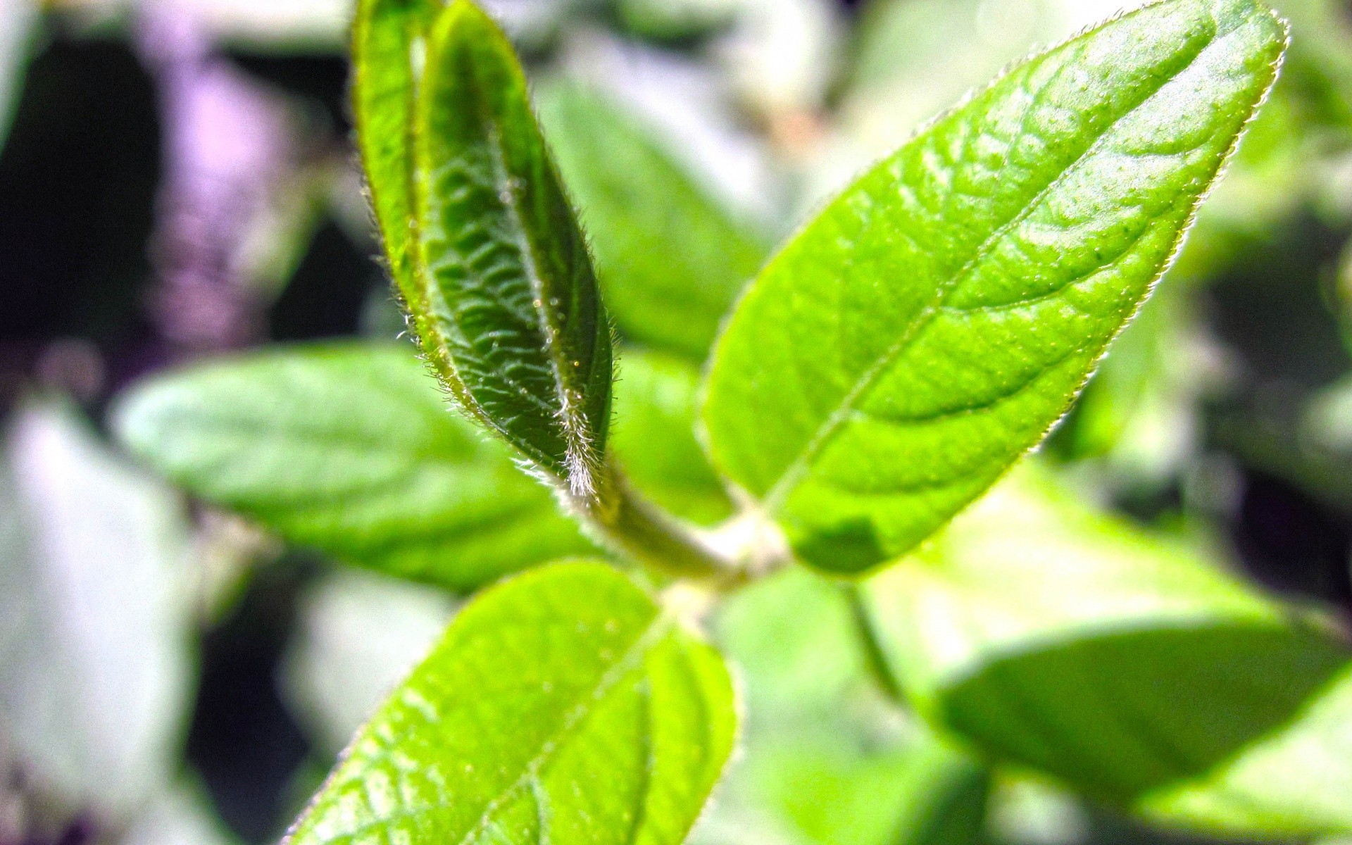 makroaufnahme blatt natur flora wachstum schließen essen kräuter frische umwelt garten baum wenig in der nähe ökologie regen spice