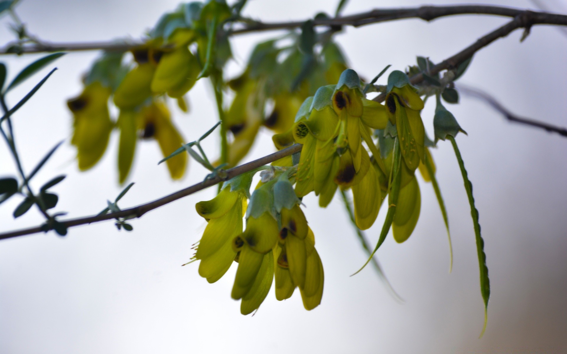 macro fruit nature branch leaf tree flower food grow outdoors flora agriculture hanging garden growth apple blur color summer