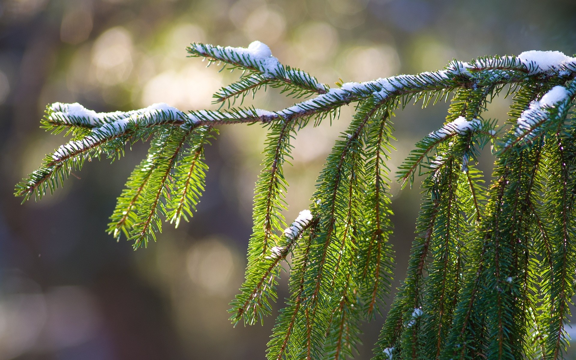 makro drzewo natura zima oddział drewno igły sezon boże narodzenie na zewnątrz flora sosna jodła zbliżenie liść iglaste świerk kolor