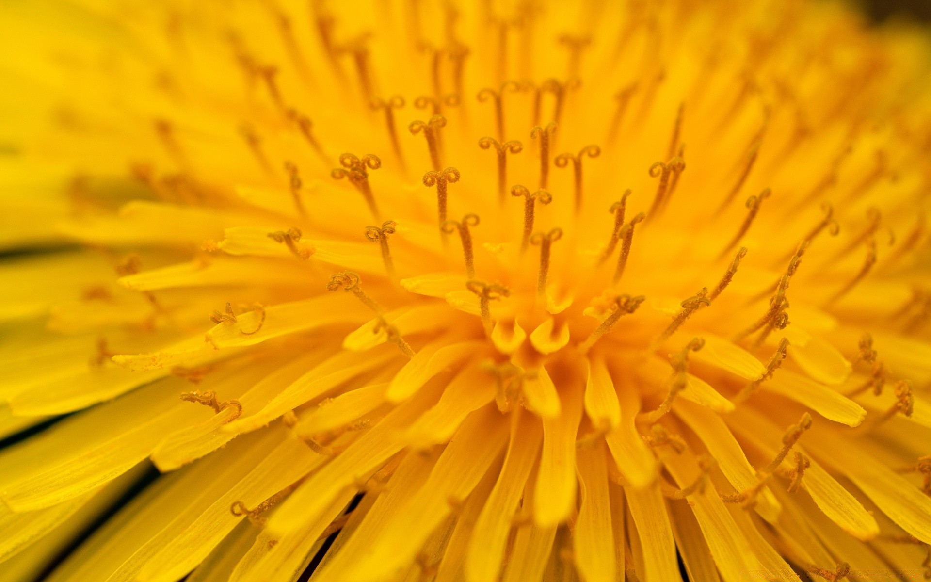 macro dente di leone fiore flora estate petalo natura colore fioritura giardino medicina primo piano sfocatura