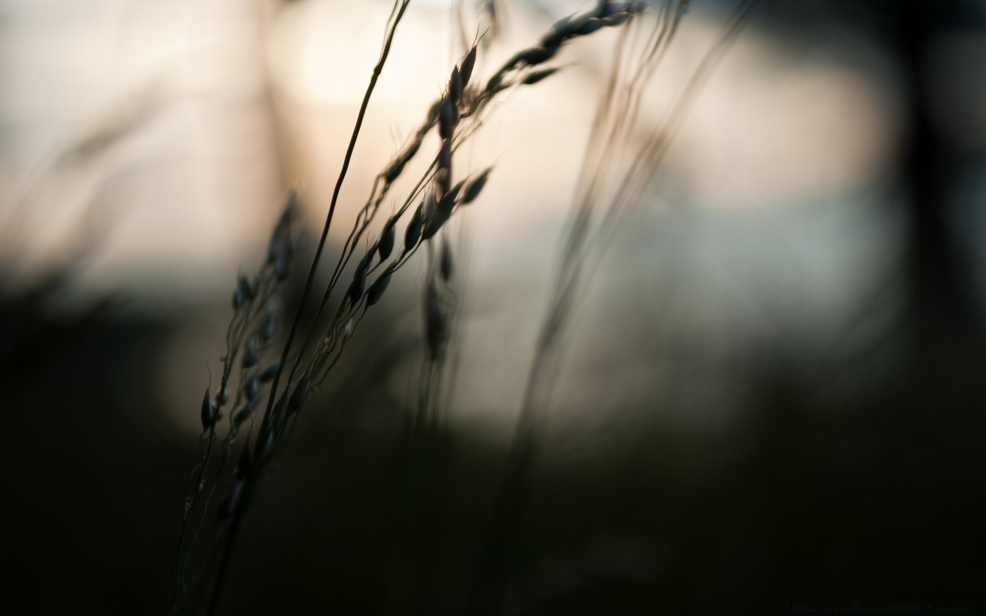 macro monocromatico dop tramonto sole alba paesaggio natura oro sfocatura luce grano fattoria campo autunno rurale fiocchi erba silhouette cielo